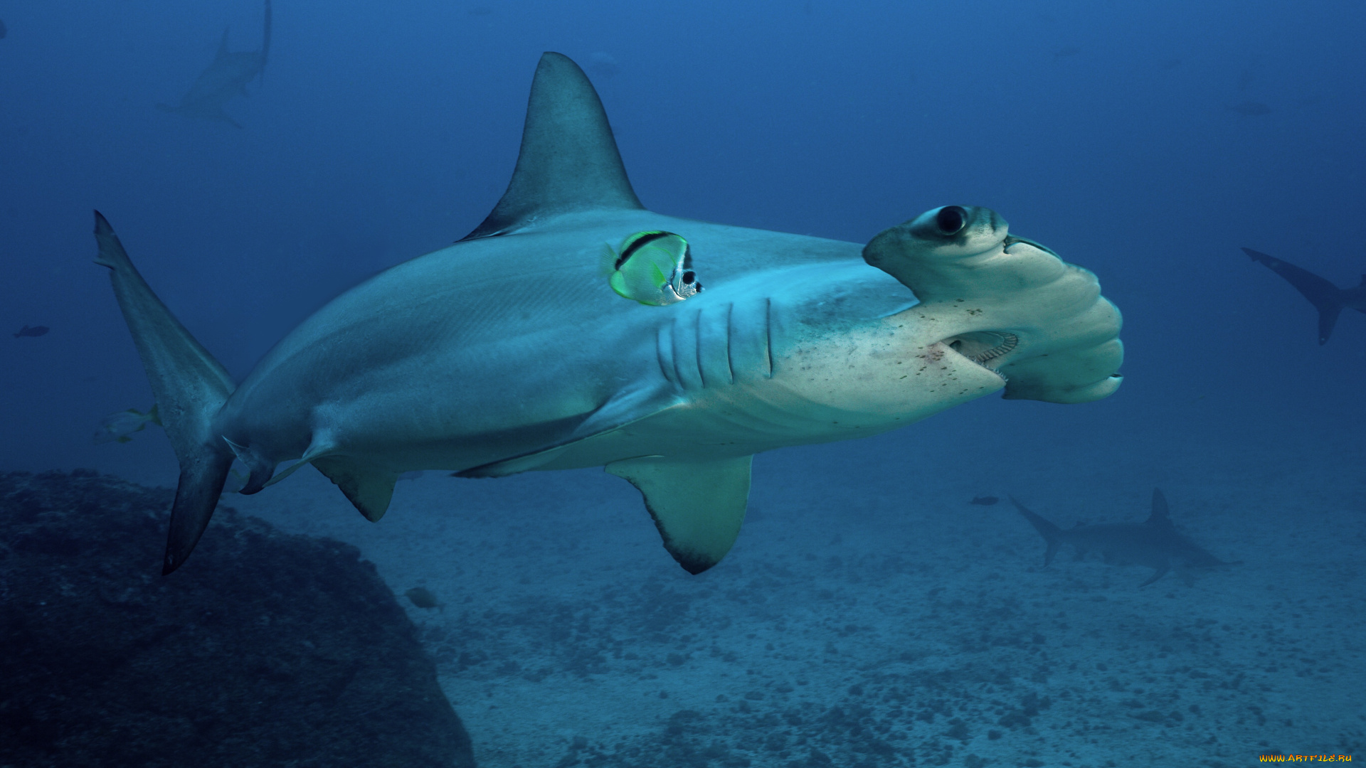 акула, молот, животные, акулы, хищник, море, рыбы, акула, shark