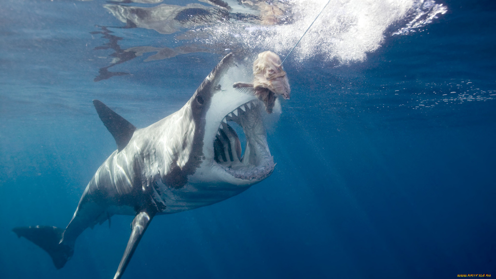 shark, животные, акулы, рыбы, море, хищник, акула