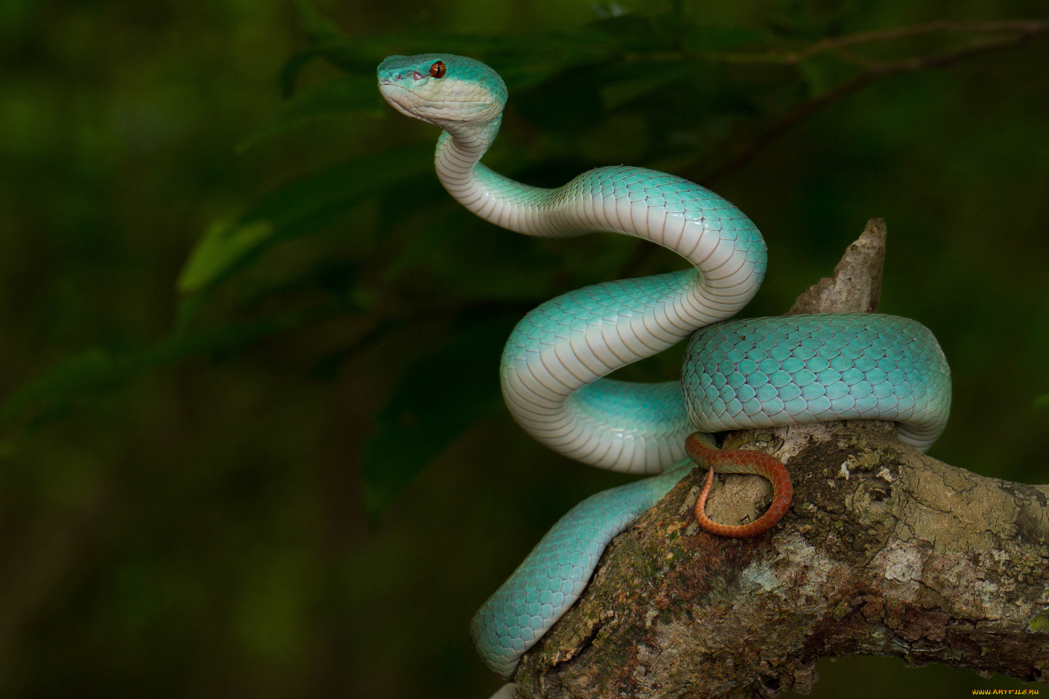 Самые красивые змей в мире. Голубая куфия гадюка. Белогубая куфия Trimeresurus insularis. Скарапея змея. Белогубый полоз.