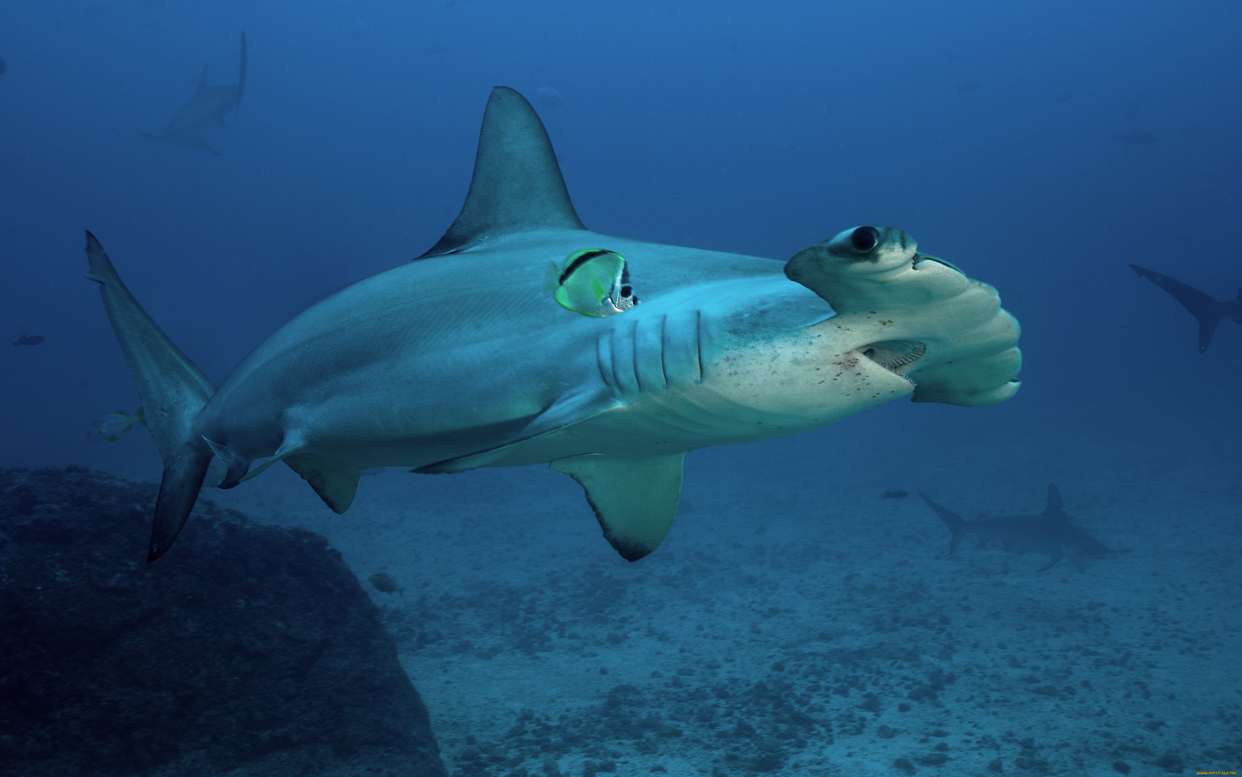 акула, молот, животные, акулы, хищник, море, рыбы, акула, shark