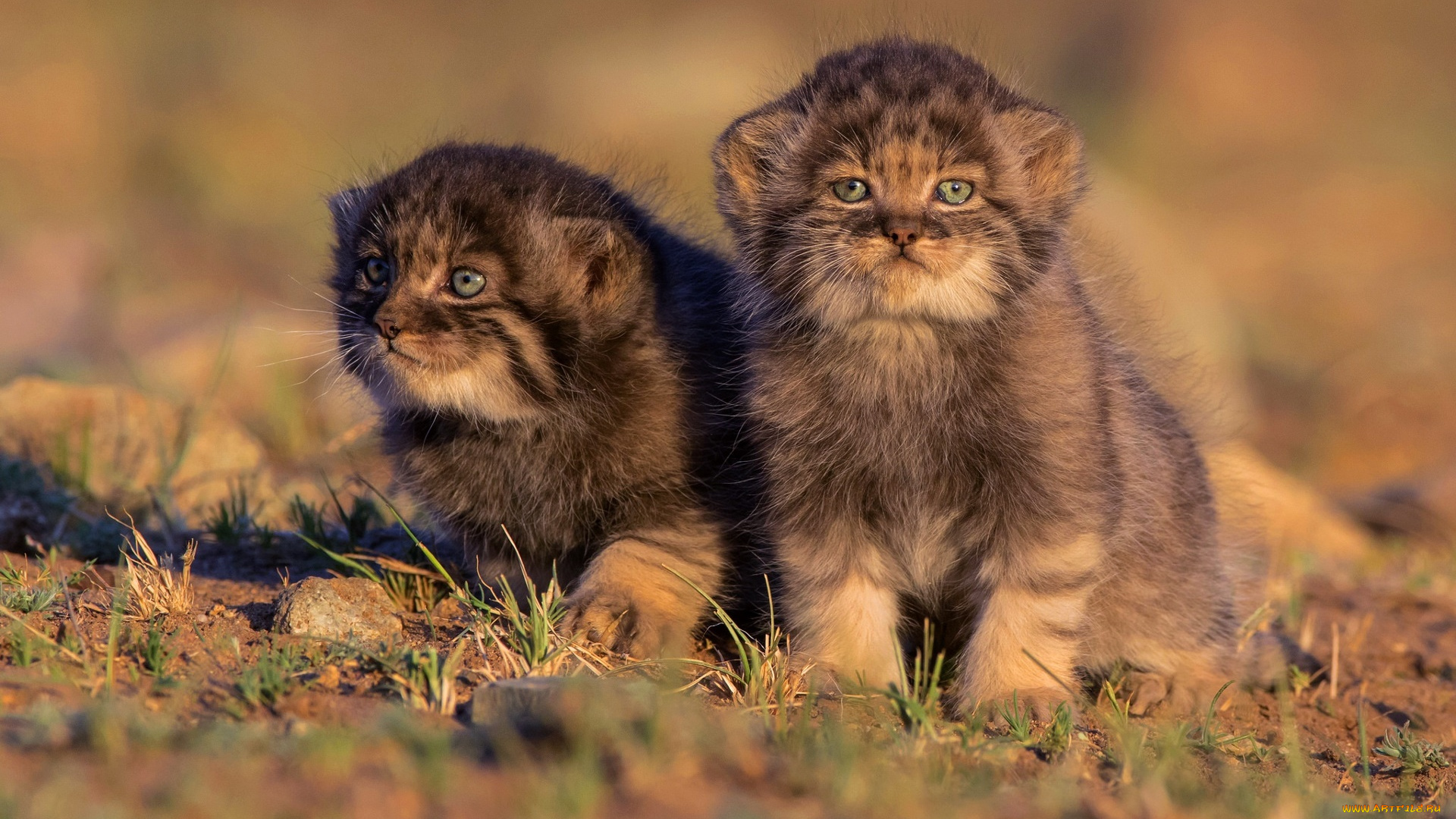 кошки, животные, дикие, кошки