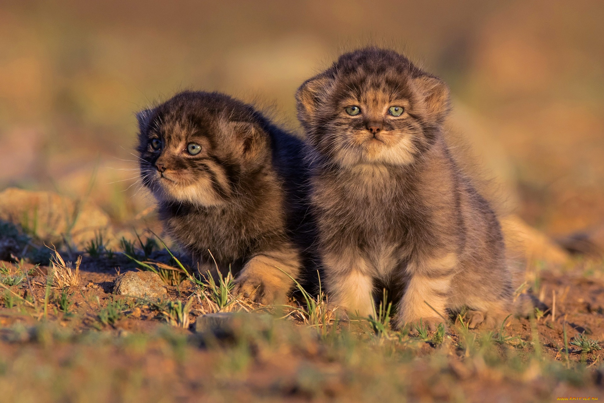 кошки, животные, дикие, кошки