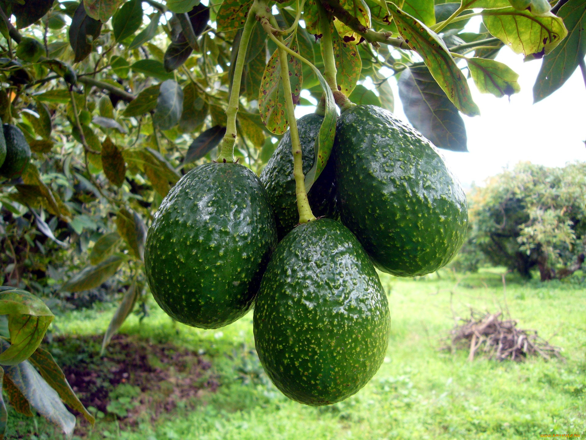 природа, плоды, авокадо