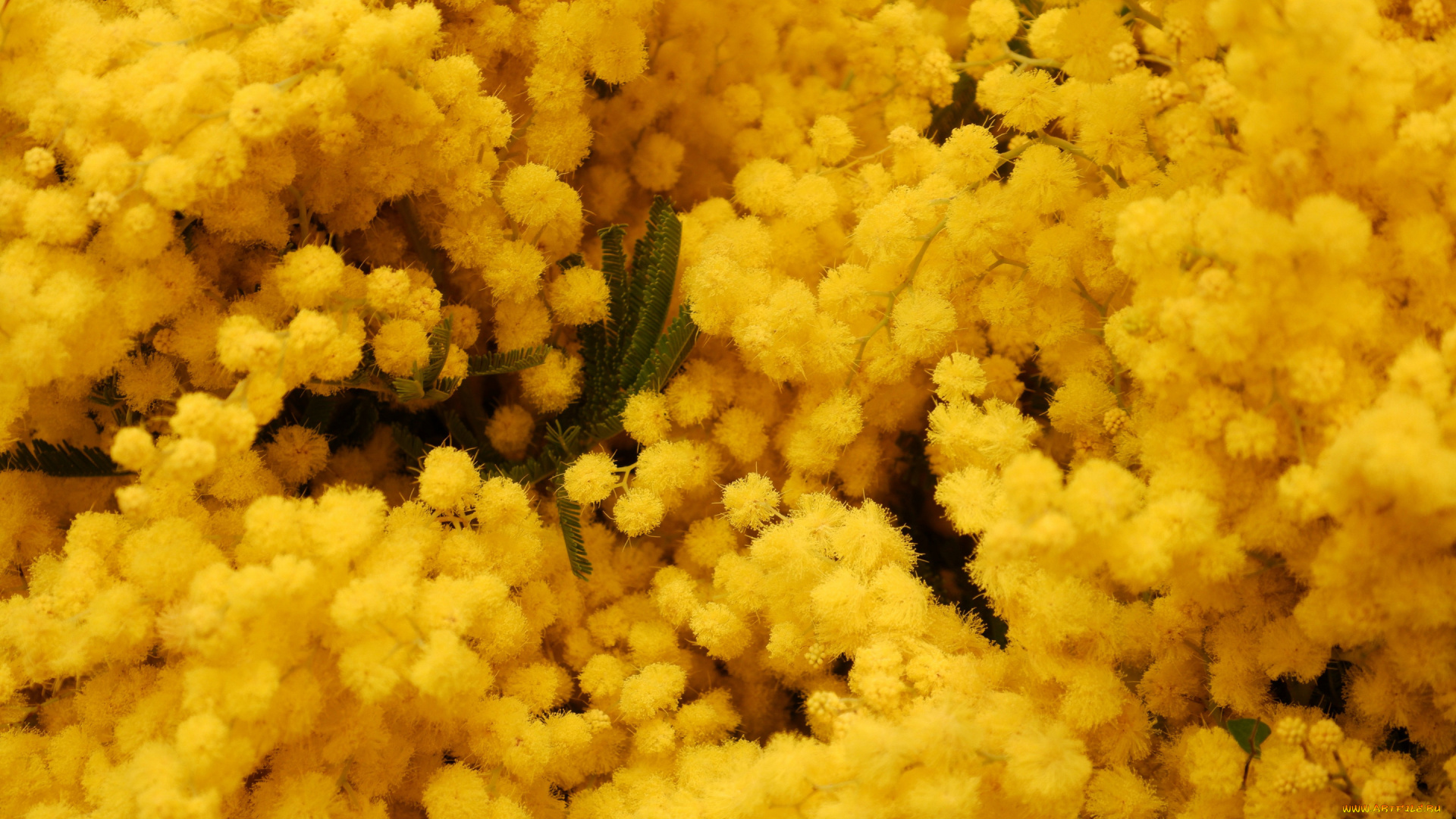 цветы, мимоза, желтый