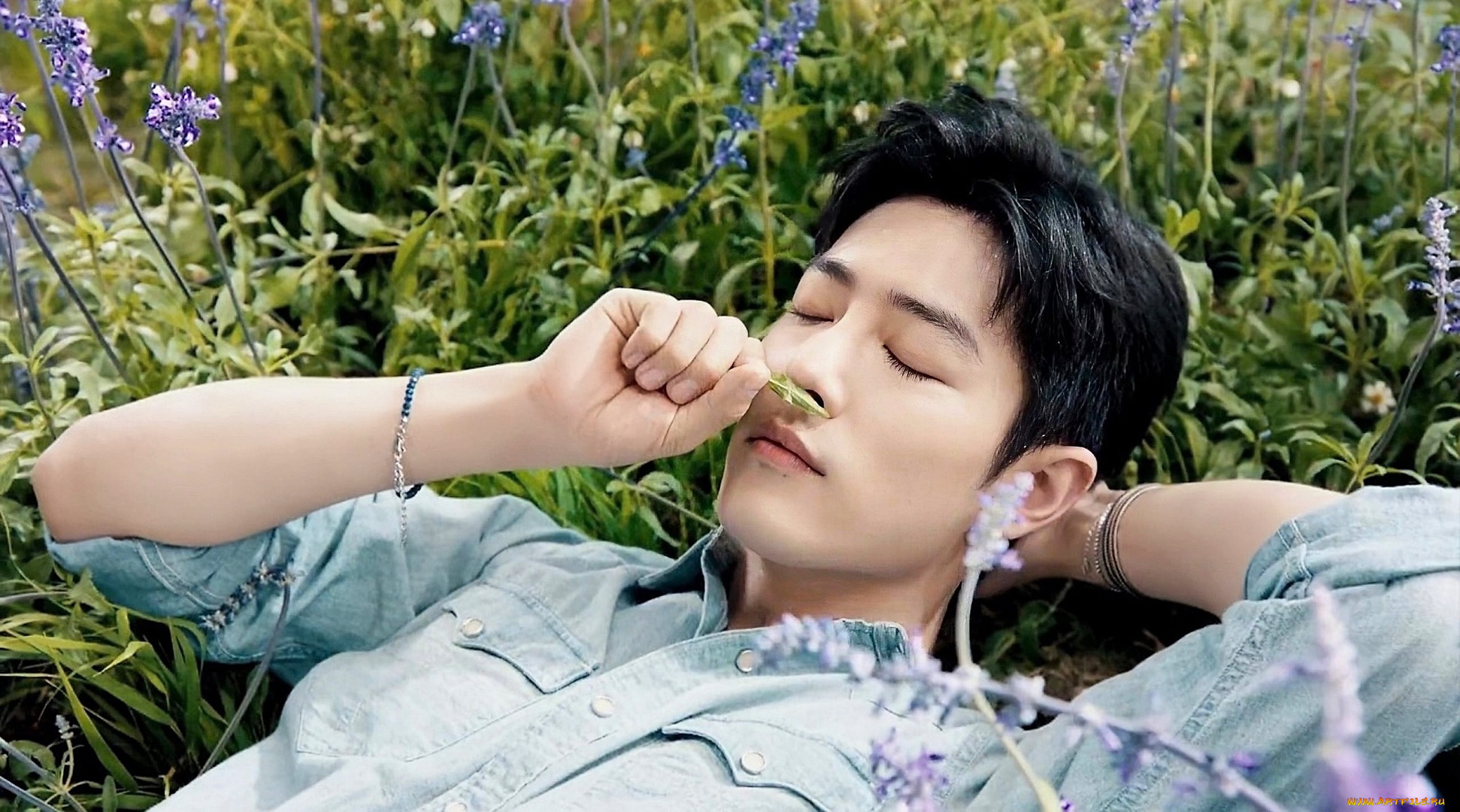мужчины, xiao, zhan, актер, рубашка, трава, цветы, лаванда