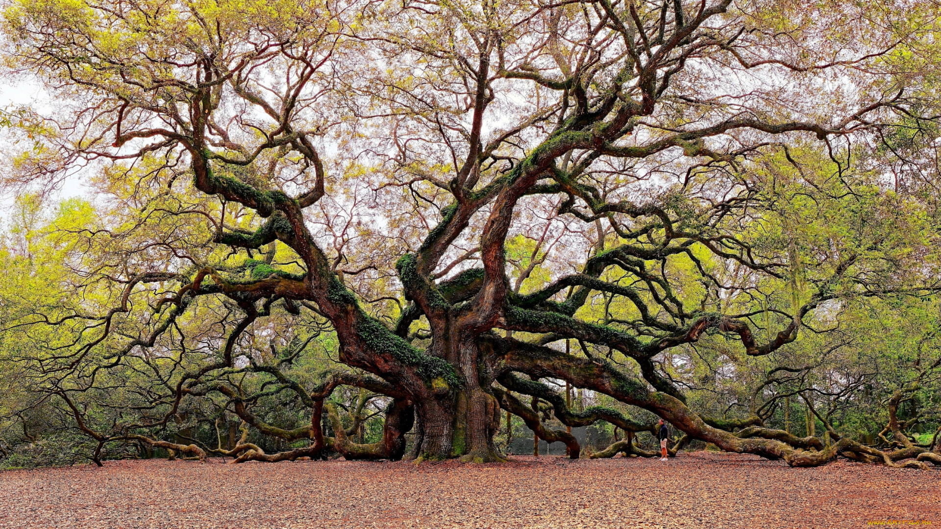 angel, oak, south, carolina, природа, деревья, angel, oak, south, carolina