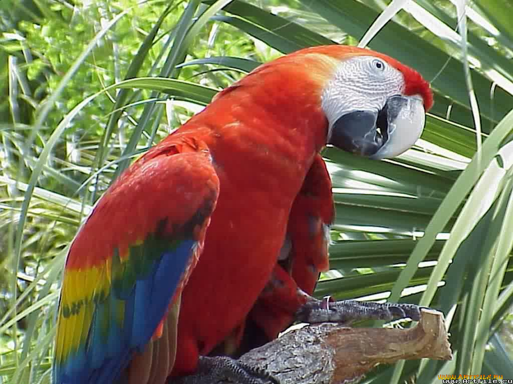 Попугай ара говорит. Попугай ара красный. Сенегальский попугай. Говорящий попугай ара. Попугай ара красный хохлатый.