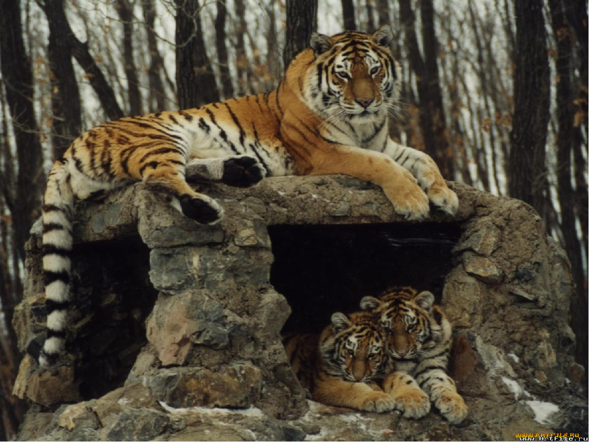 тигры, животные