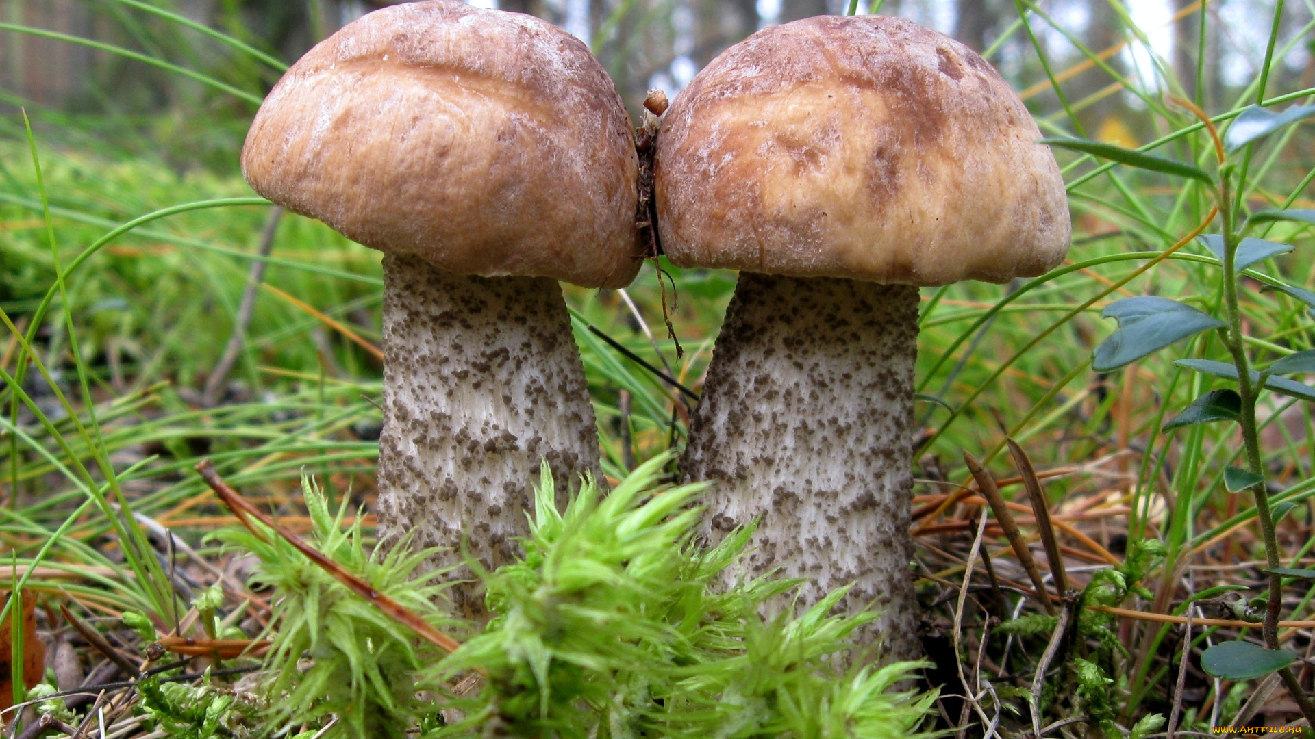 природа, грибы, подосиновик, двое