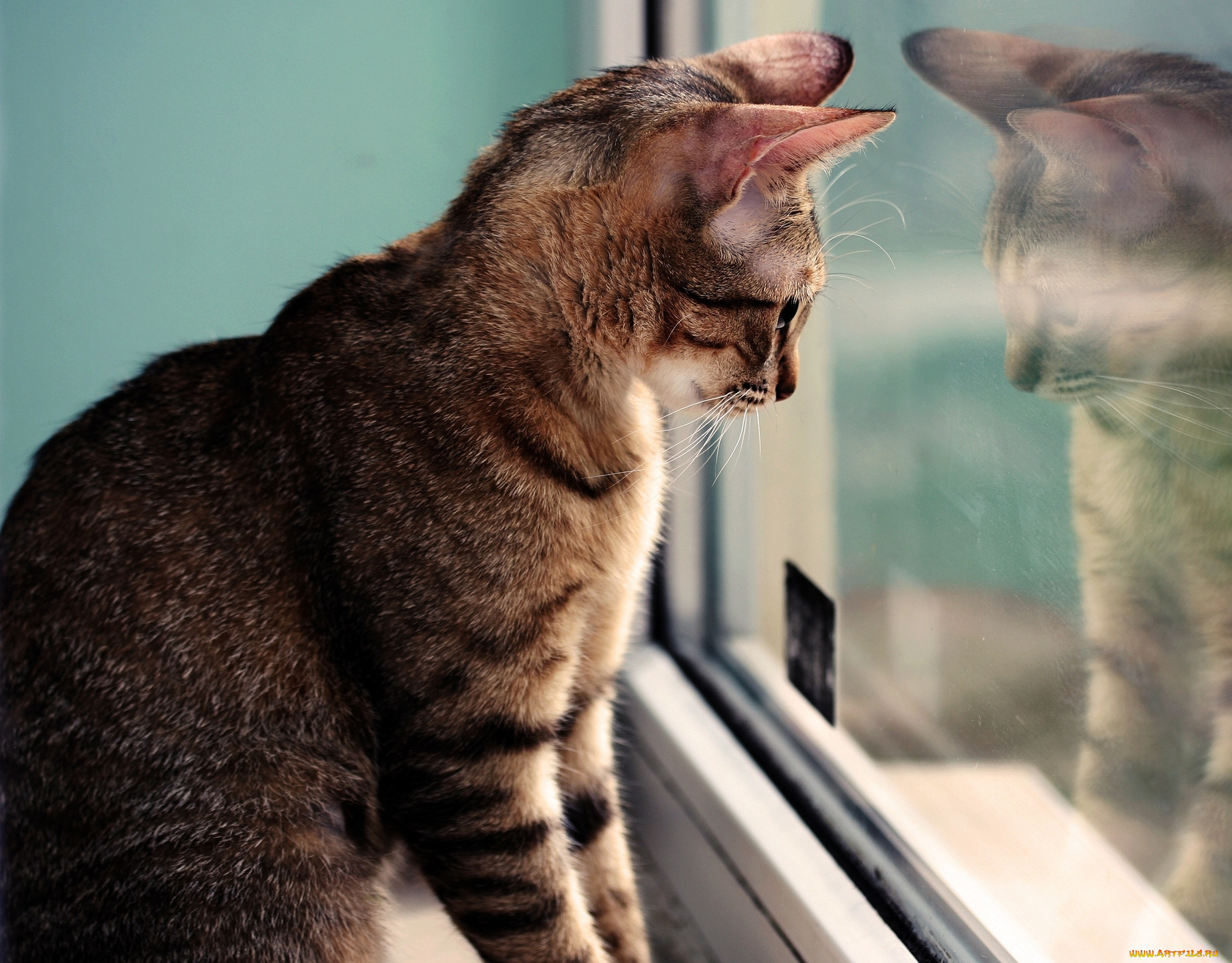 животные, коты, окно, наблюдение, кот