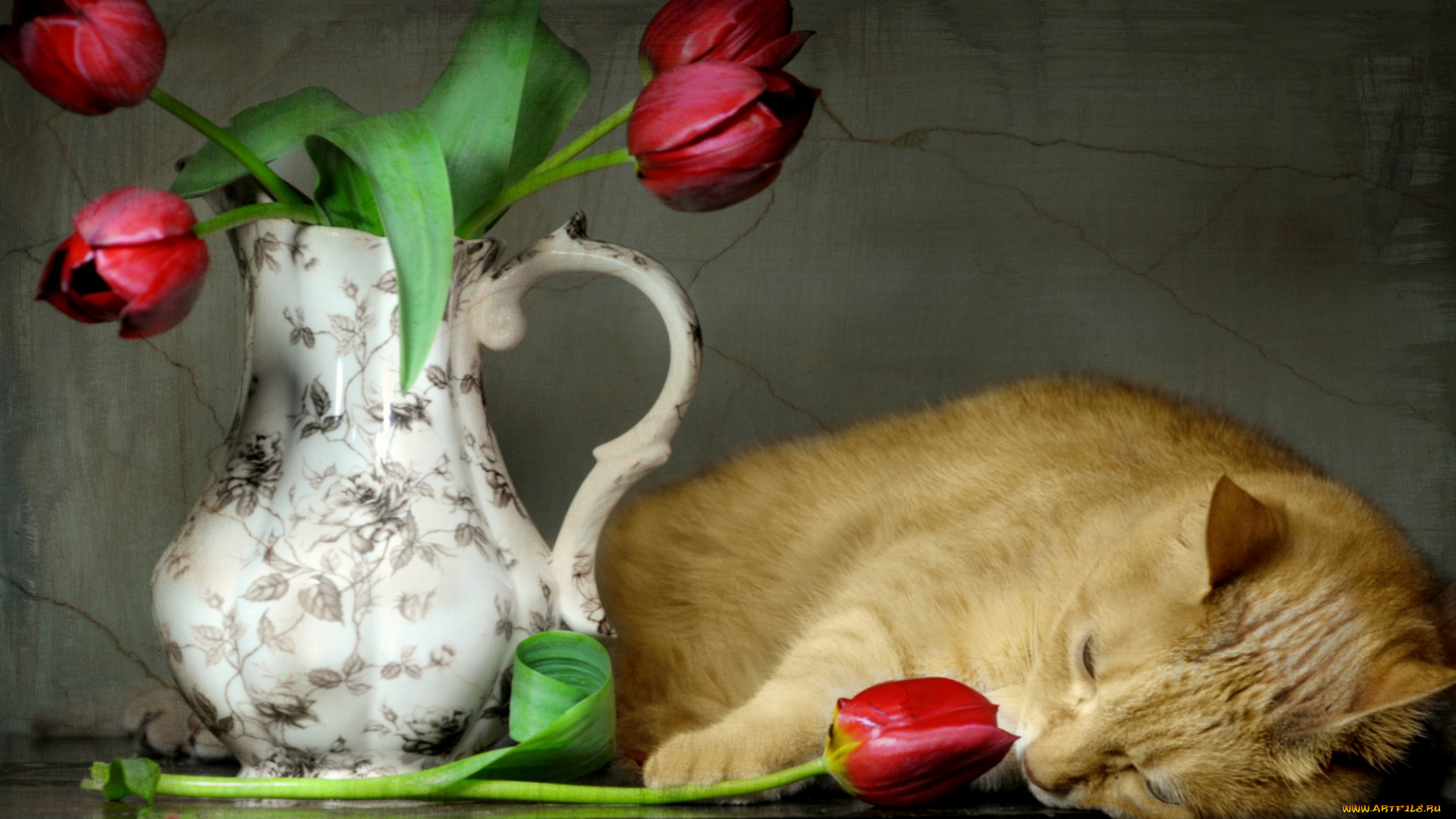 животные, коты, кот, ваза, тюльпаны