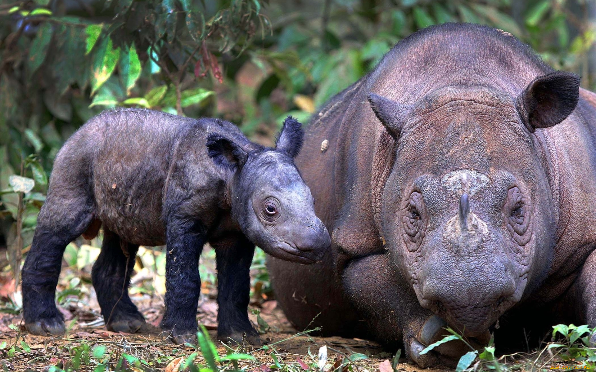 животные, носороги, фон, rhino, детёныш, и, взрослый, суматранский, носорог