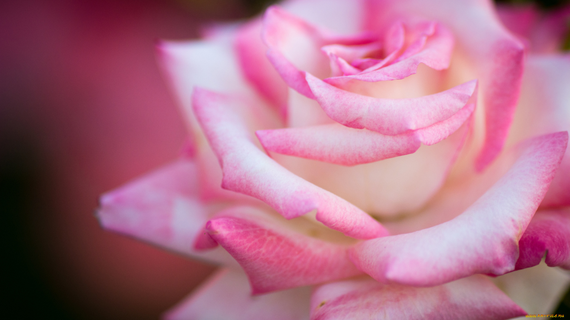 цветы, розы, розовый, макро, нежность