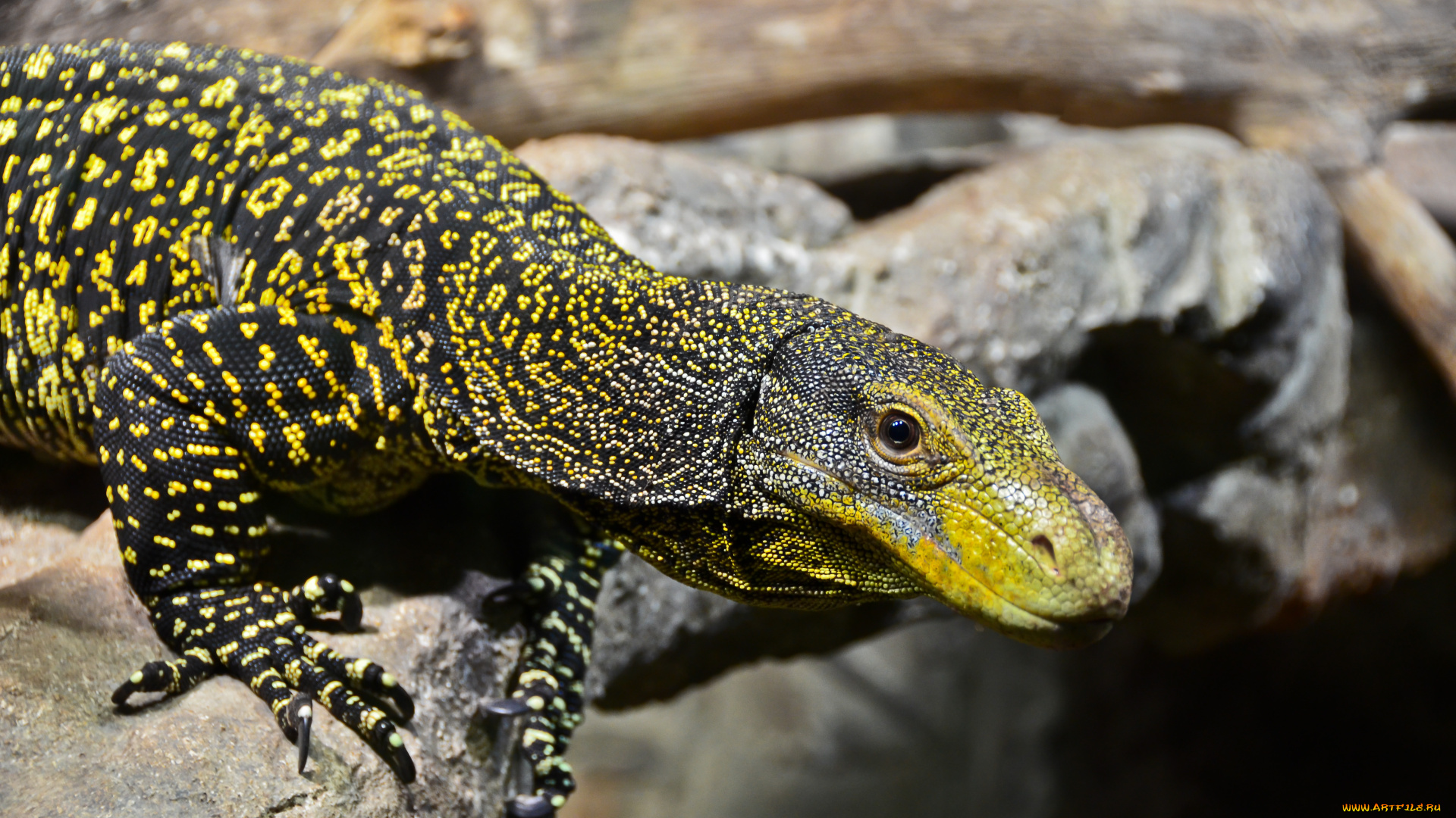 monitor, lizard, животные, Ящерицы, игуаны, вараны, дерево, сучья, варанчик