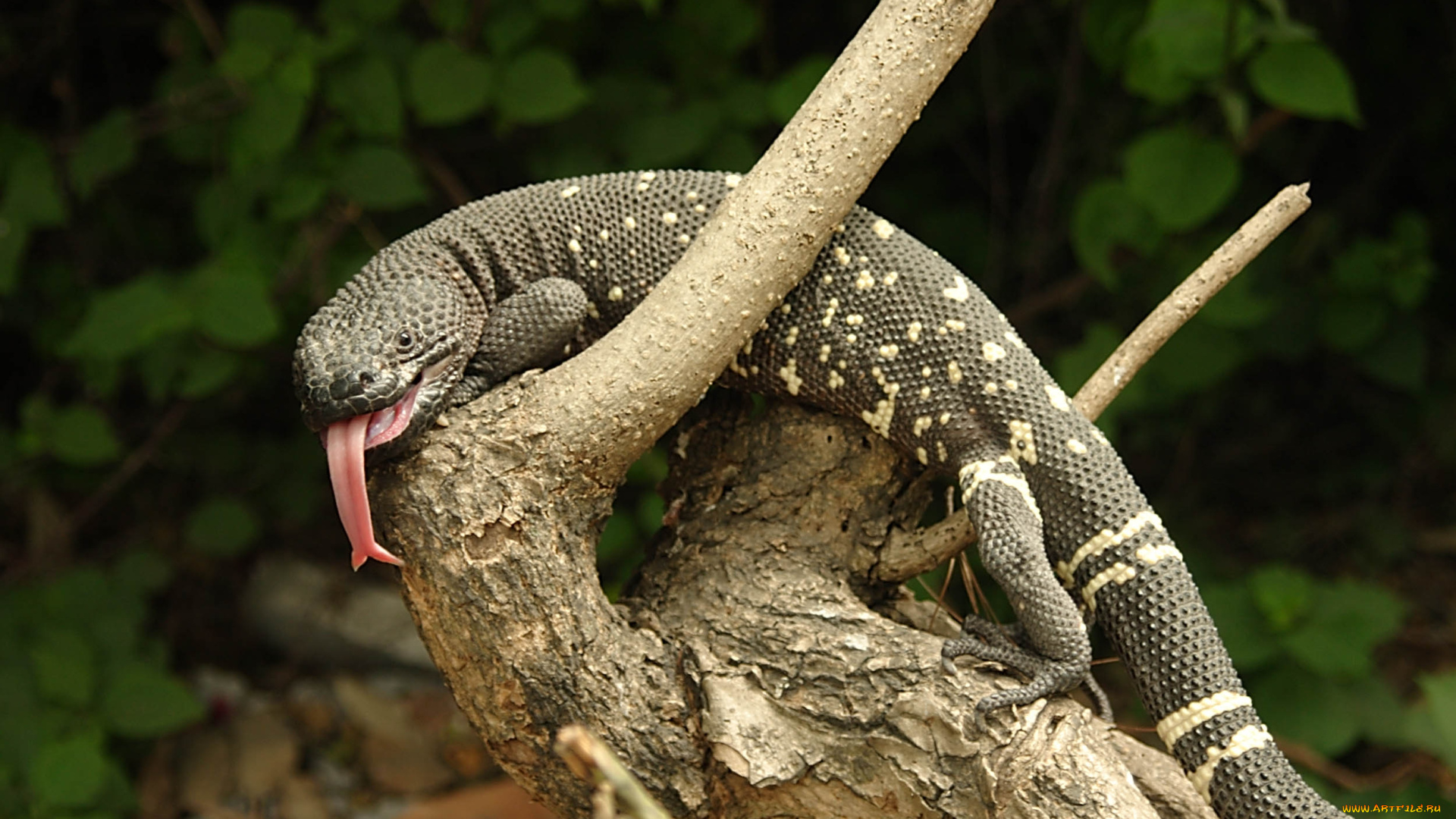 motagua, valley, beaded, lizard, животные, Ящерицы, игуаны, вараны, ящерица, лес, коряга