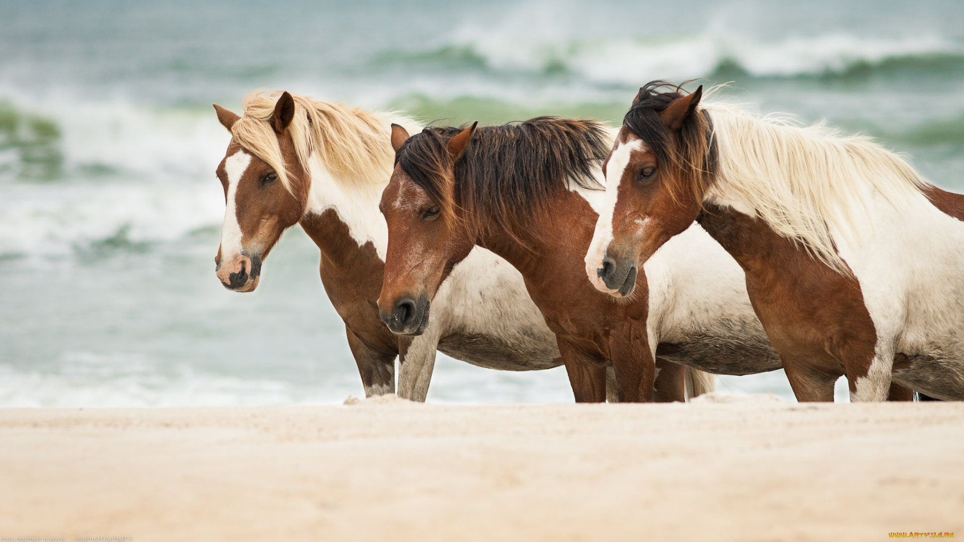 животные, лошади, море, песок, кони