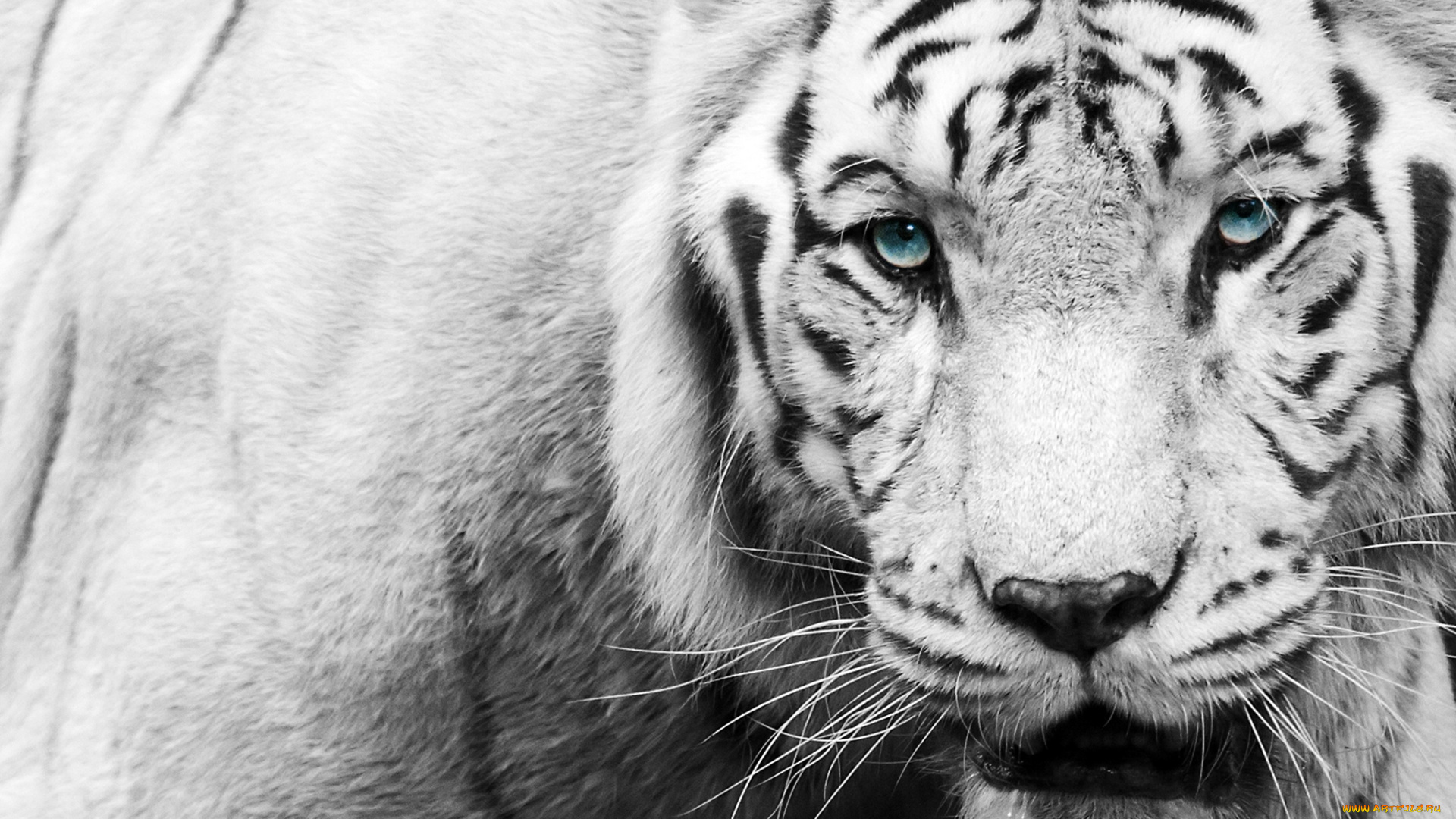 животные, тигры, белый, тигр, взгляд, чёрно-белое