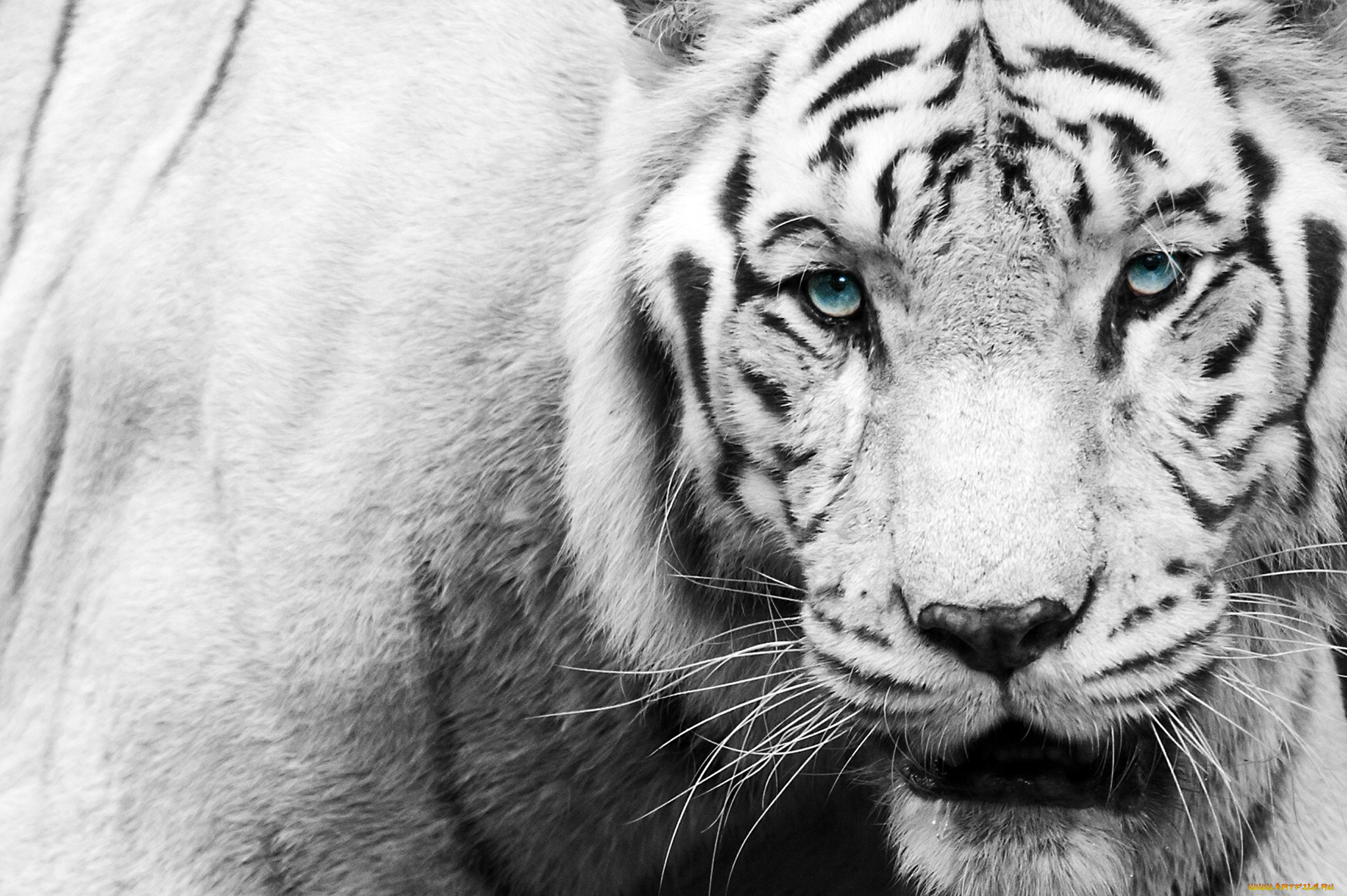 животные, тигры, белый, тигр, взгляд, чёрно-белое