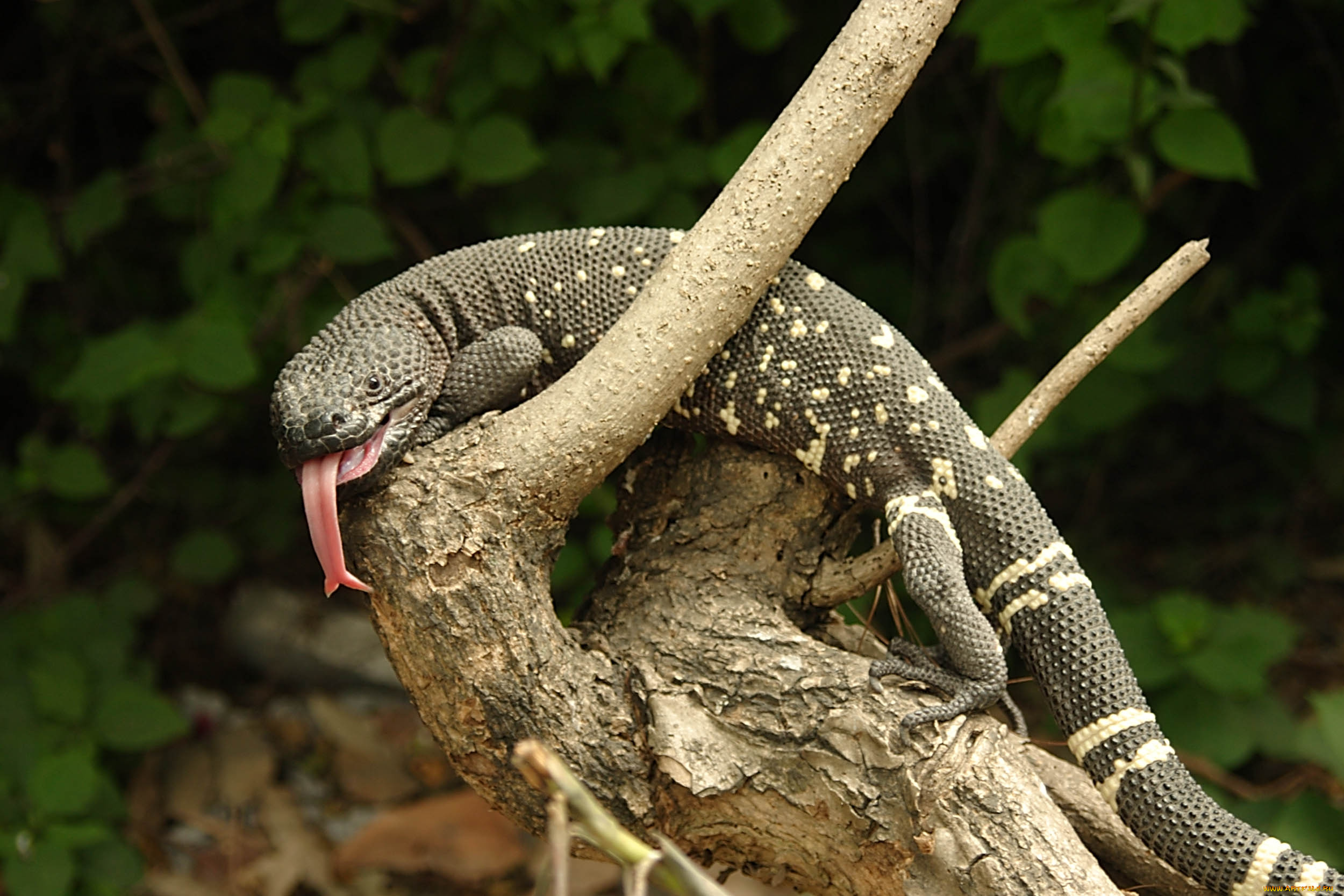 motagua, valley, beaded, lizard, животные, Ящерицы, игуаны, вараны, ящерица, лес, коряга