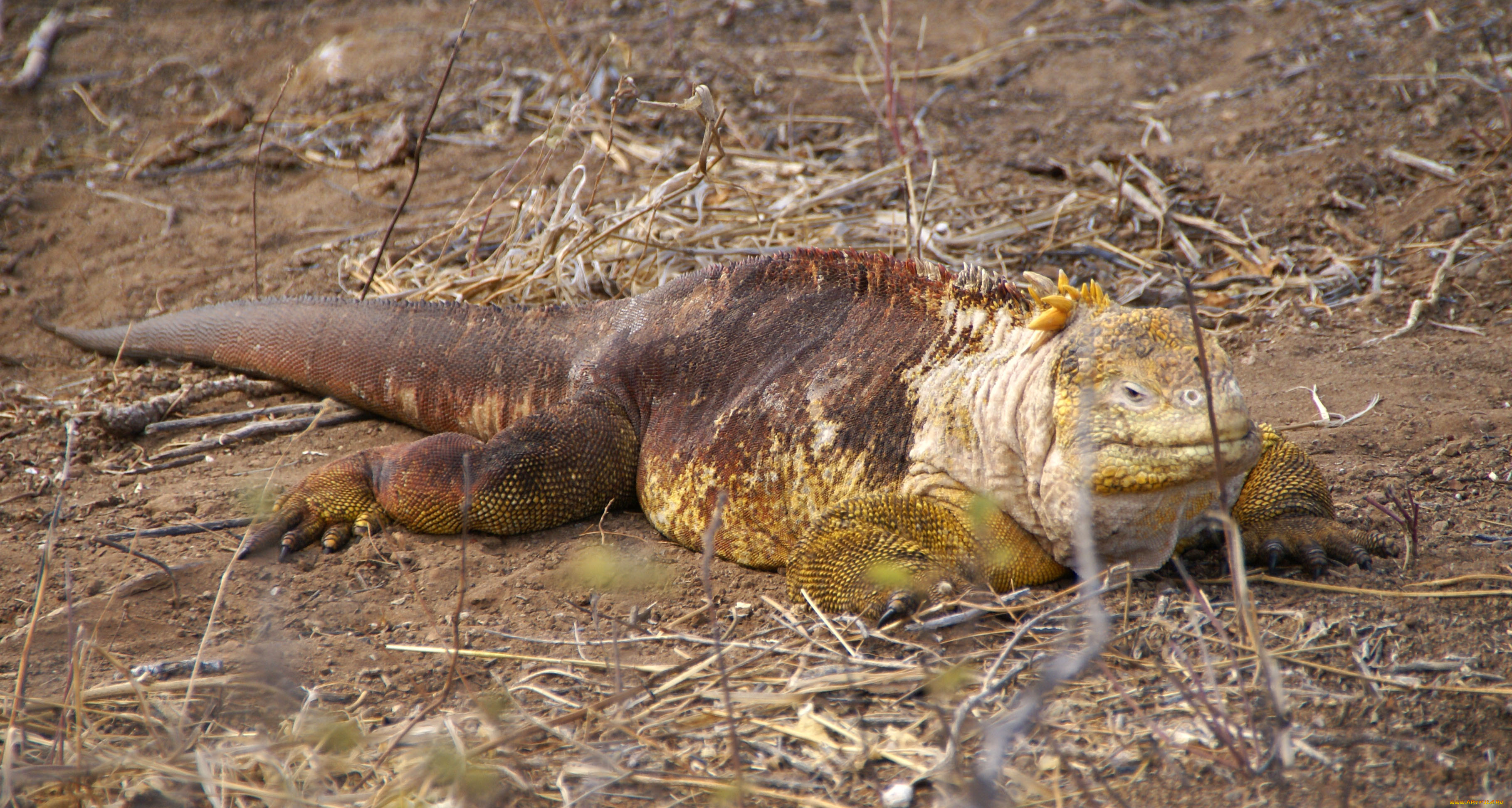 galapagos, land, iguana, животные, Ящерицы, игуаны, вараны, игуана, галапагосские, острова