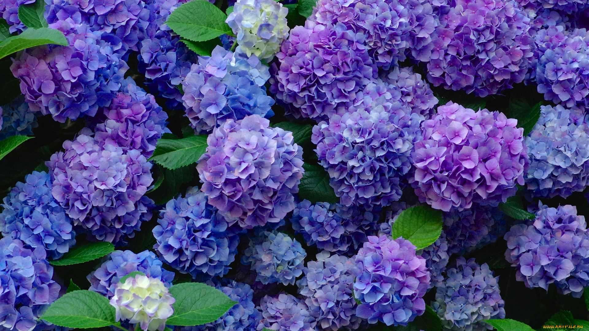 цветы, гортензия, фиолетовый, шары
