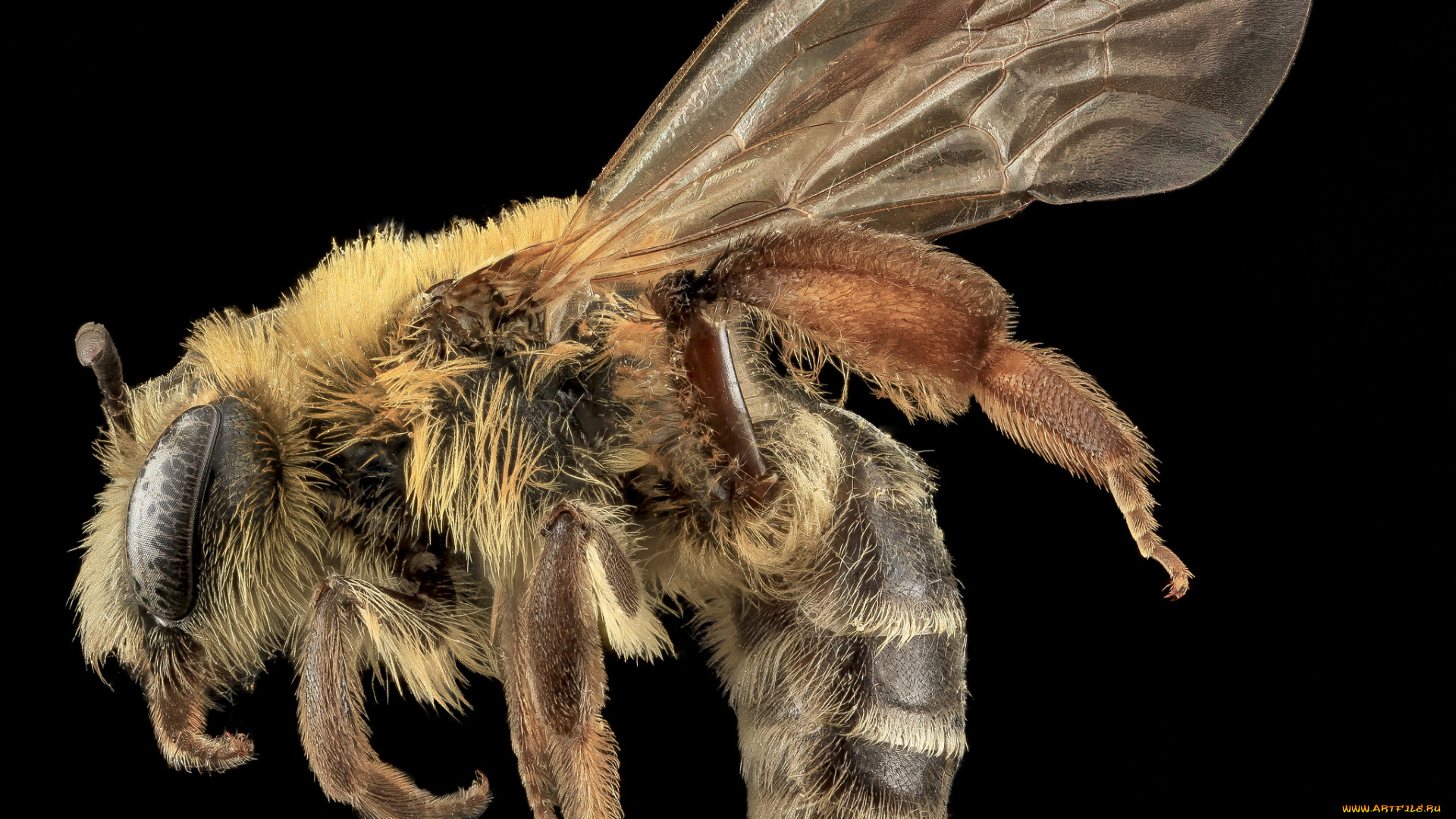 животные, пчелы, , осы, , шмели, макросъемка, насекомое