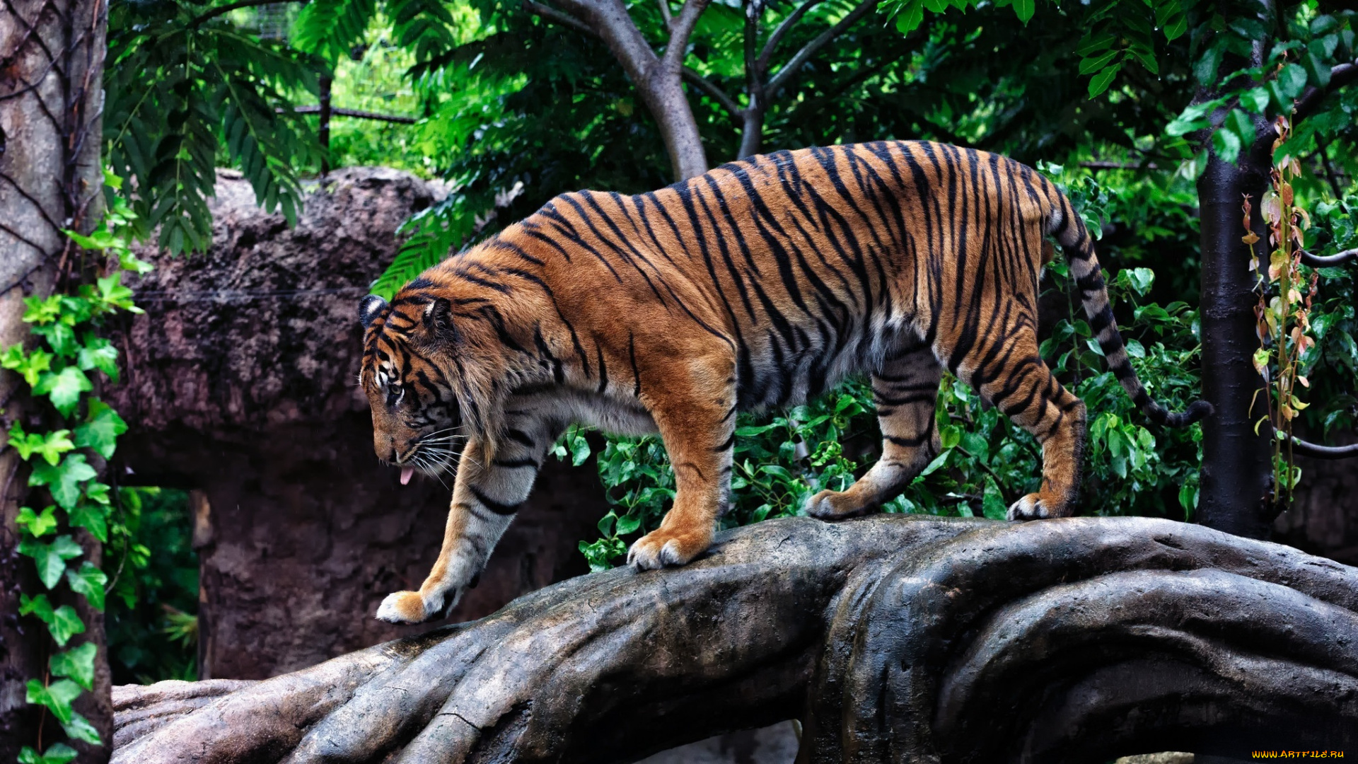 животные, тигры, мощь, прогулка, профиль, бревно, хищник, полоски