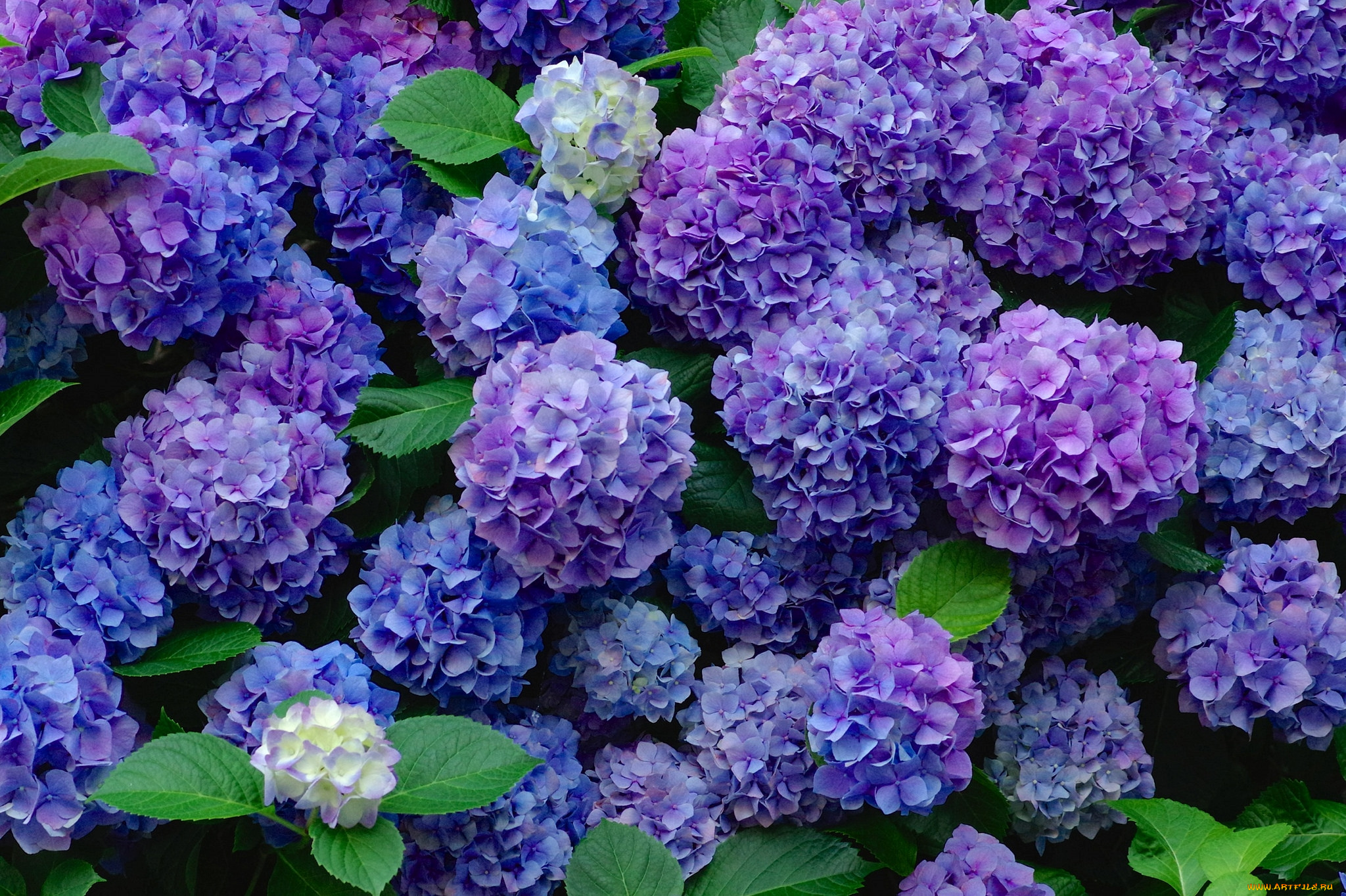 цветы, гортензия, фиолетовый, шары