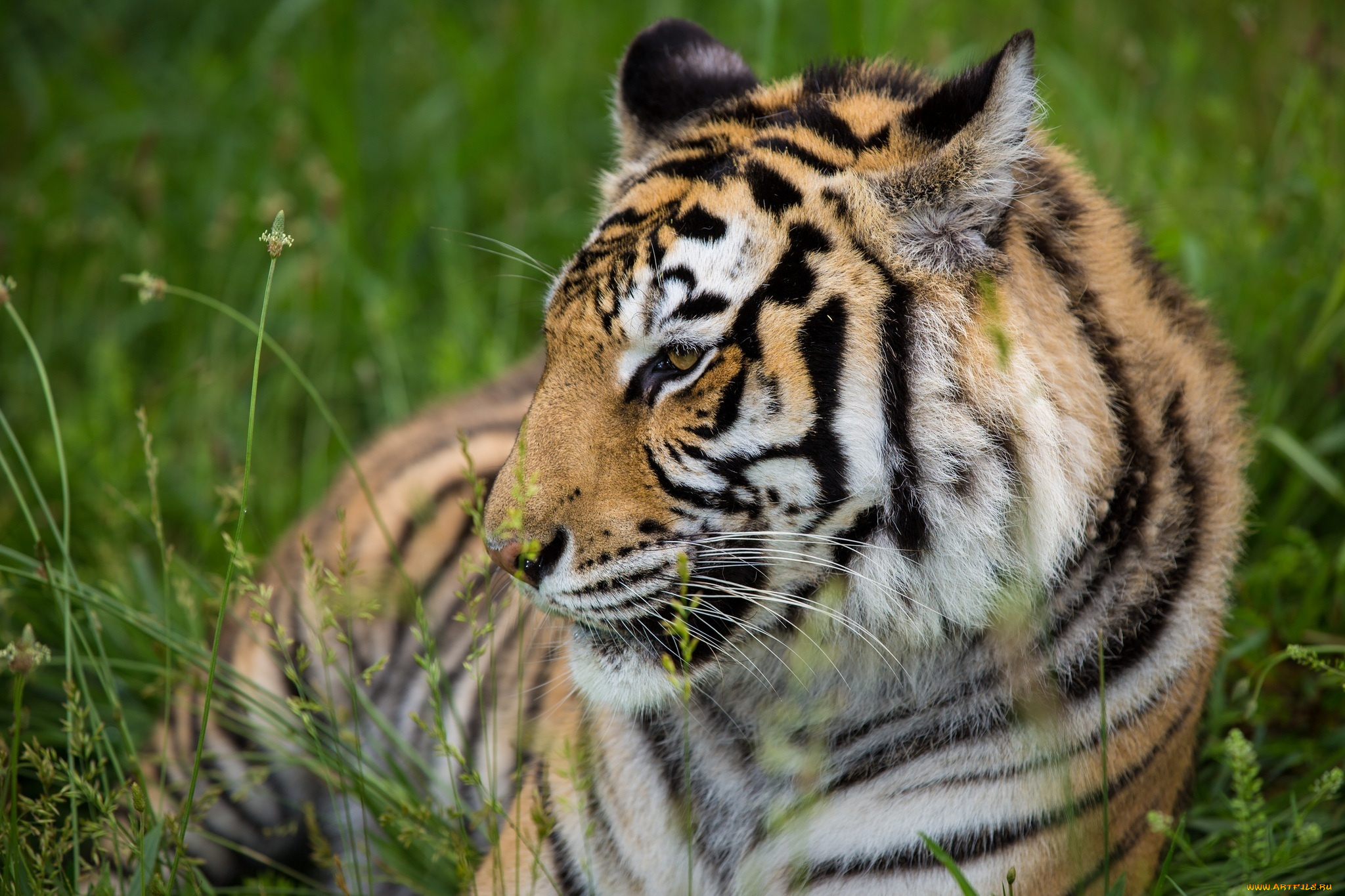 животные, тигры, трава, отдых, хищник, профиль