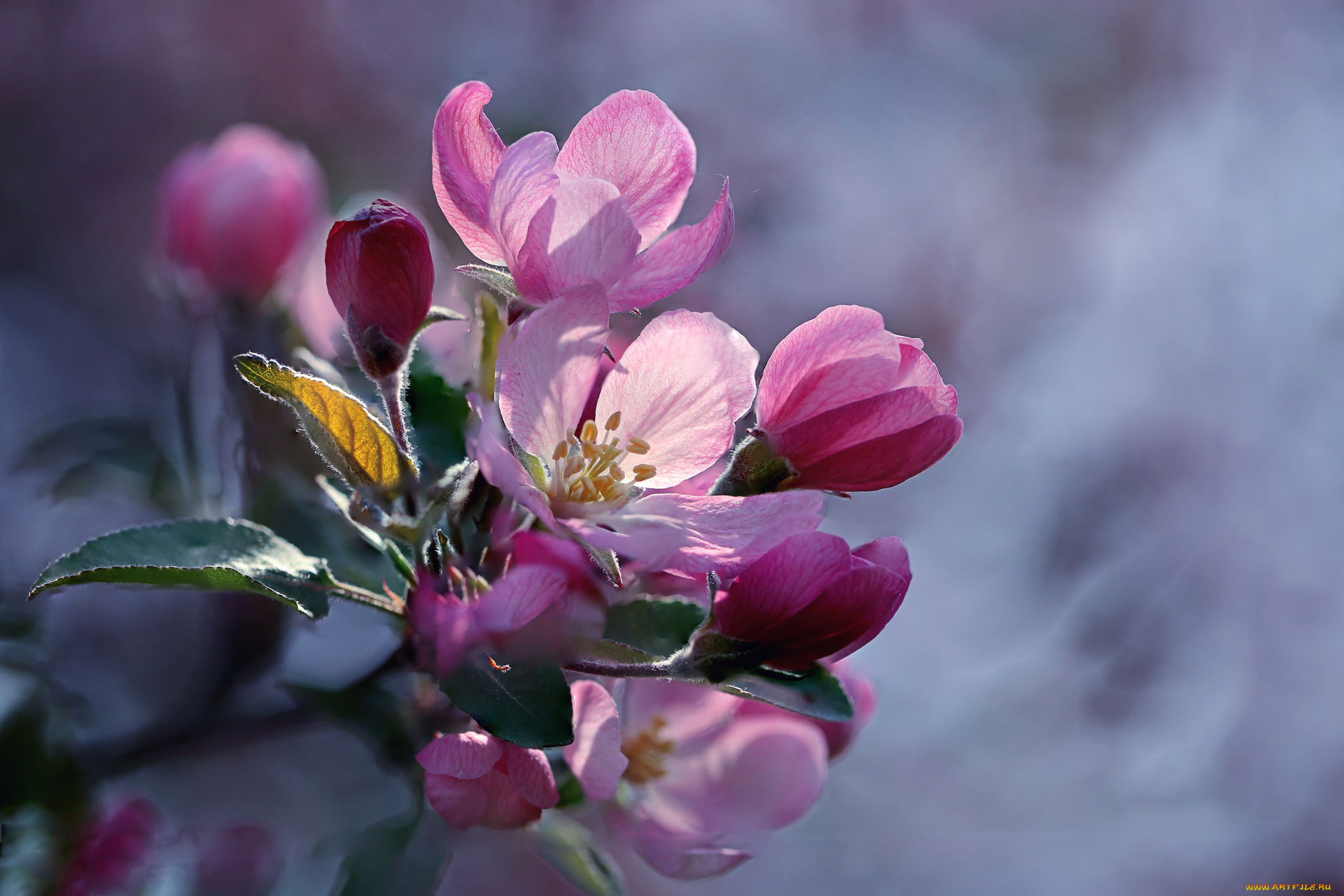 цветы, цветущие, деревья, , , кустарники, бутоны, яблоня, весна, макро, ветка, боке