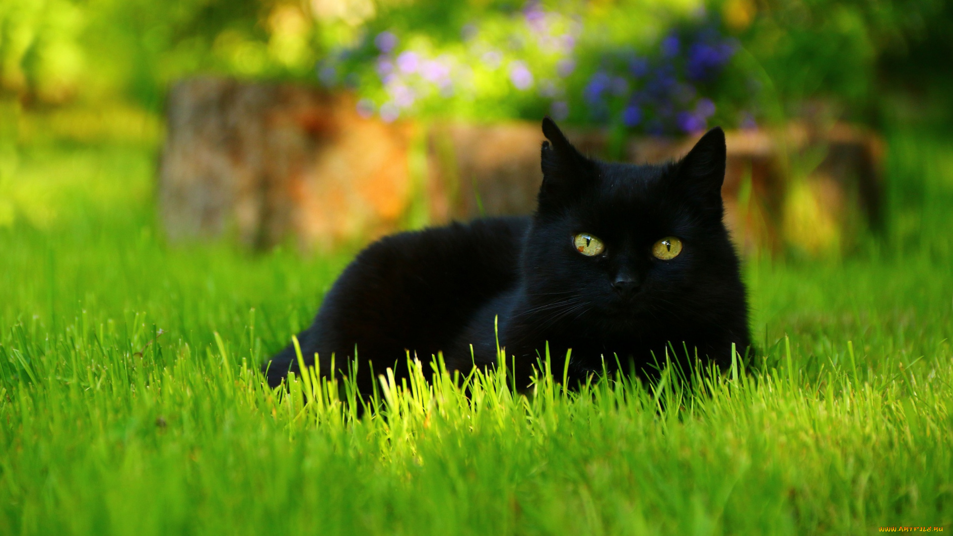 животные, коты, лежит, кошка, клумба, фон, лето, глаза, трава, черный, кот, цветы, взгляд, газон, морда, поляна, зелень, лужайка, красавчик, портрет