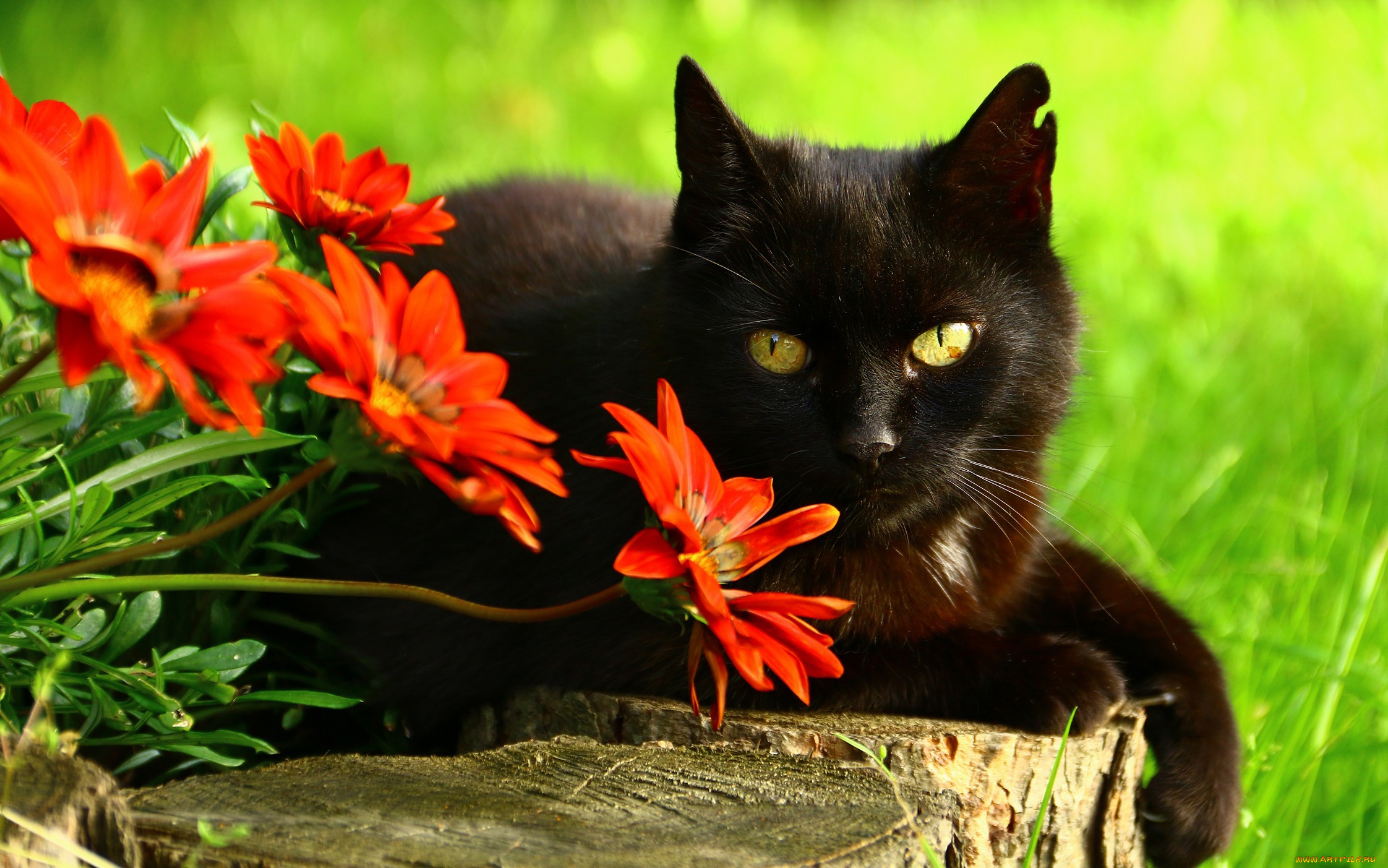 животные, коты, черный, клумба, глаза, кот, зеленый, кошка, фон, красные, пенёк, поза, лежит, цветы, взгляд, сад, морда, дерево, гацания, портрет
