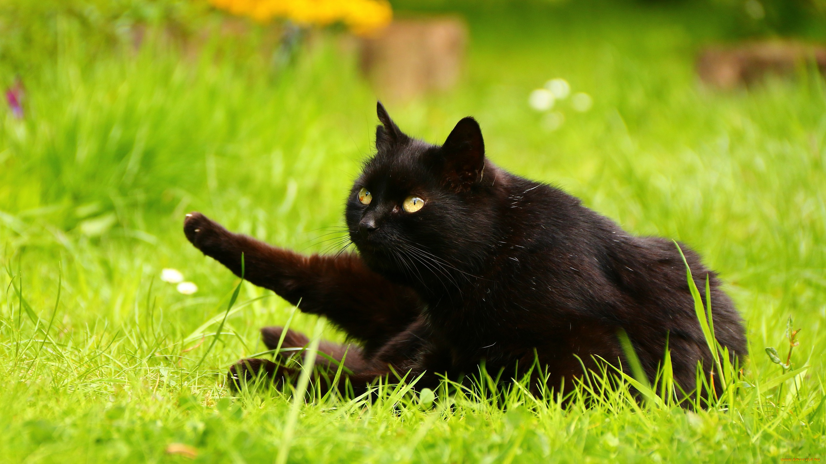 Черный кот, трава, горшок бесплатно