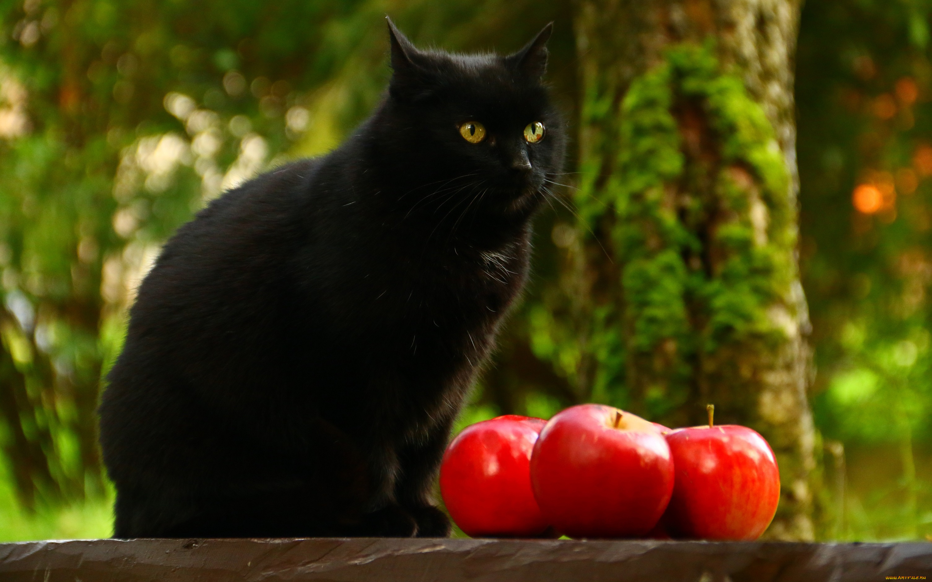 животные, коты, фрукты, черный, взгляд, сидит, яблоки, кот, кошка, фон, дерево, сад, природа