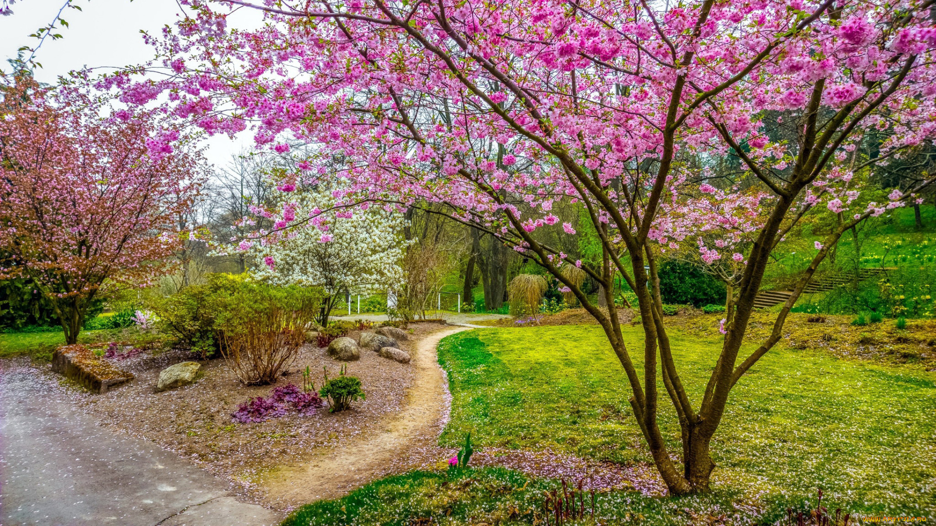 природа, парк, аллеи, деревья, весна, цветение