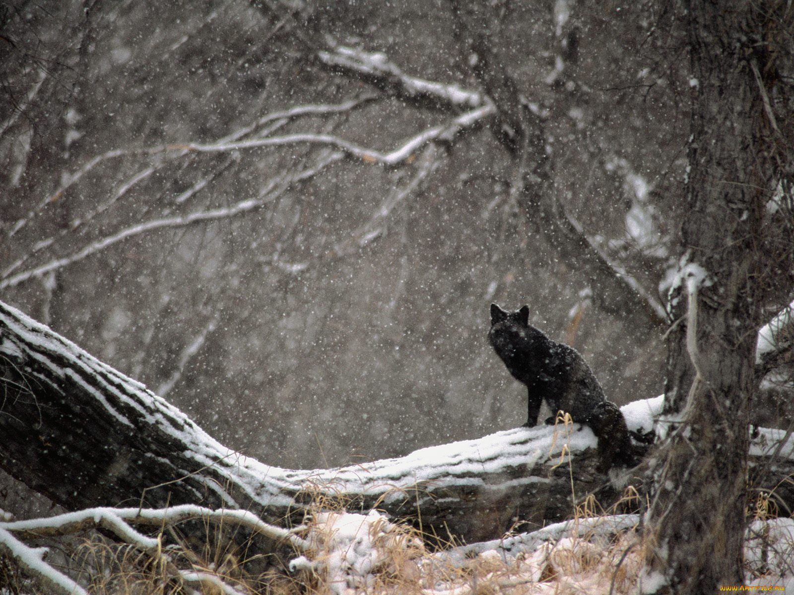 black, phase, red, fox, in, snowstorm, животные, лисы