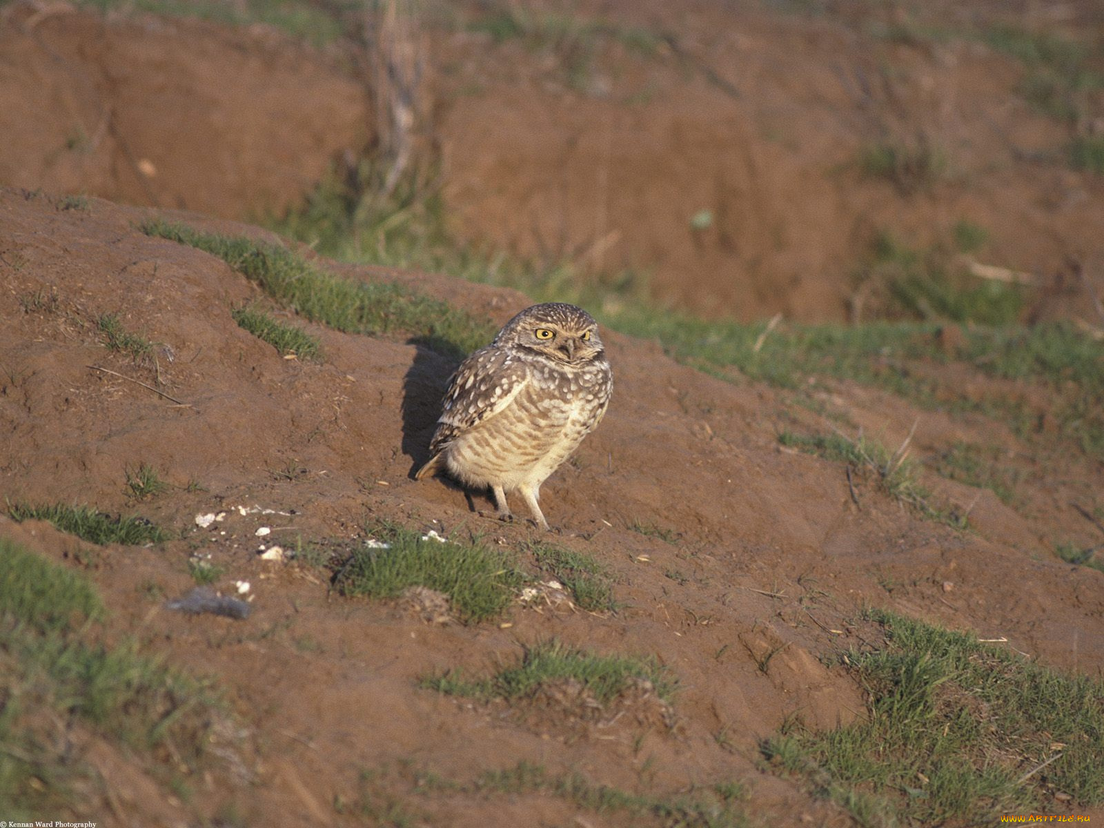 burrowing, owl, santa, cruz, california, животные, совы