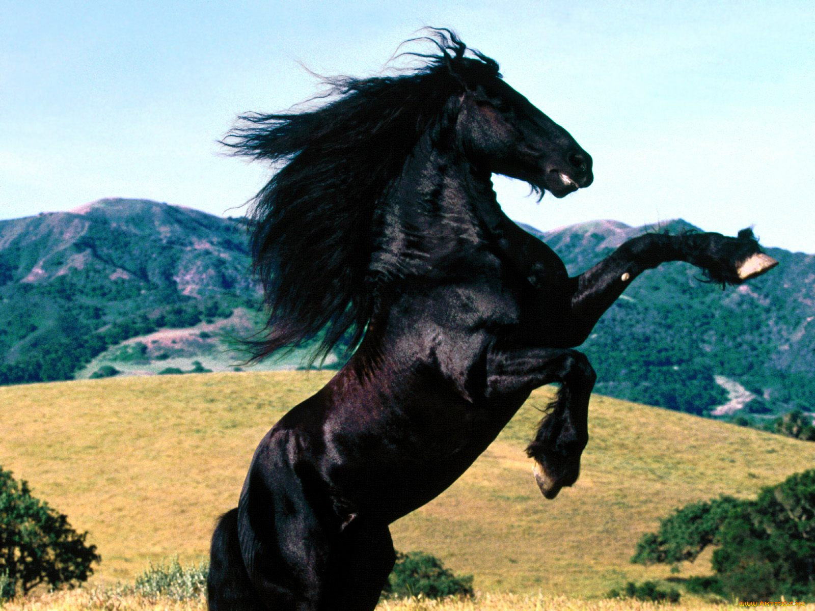 diablo, friesian, животные, лошади