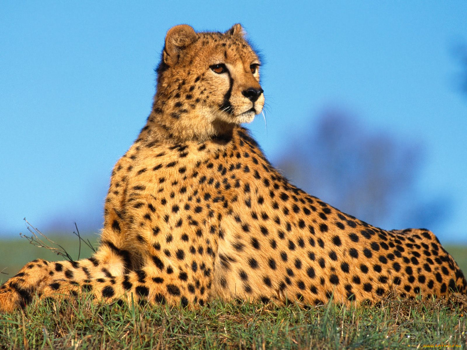 fast, predator, cheetah, животные, гепарды