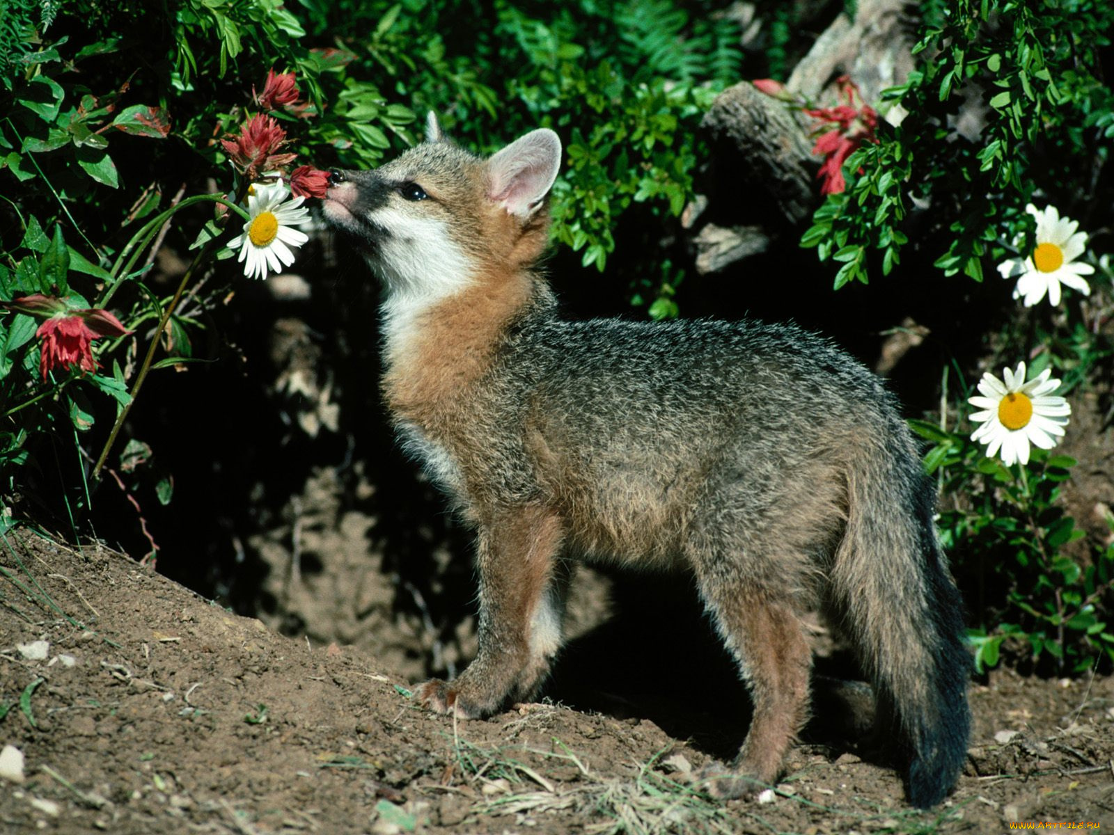 fresh, scent, gray, fox, животные, лисы