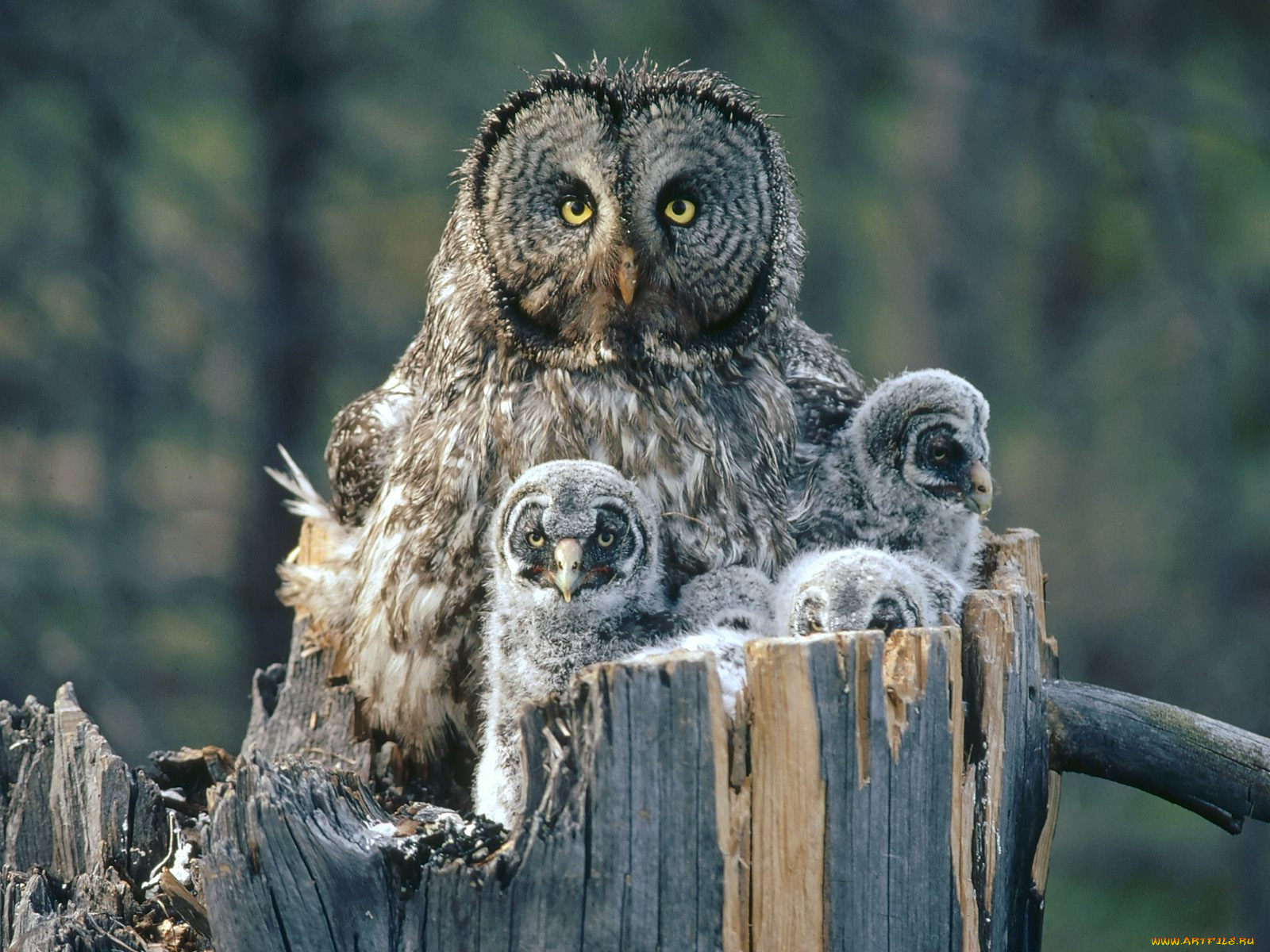 great, gray, owl, with, owlets, idaho, животные, совы