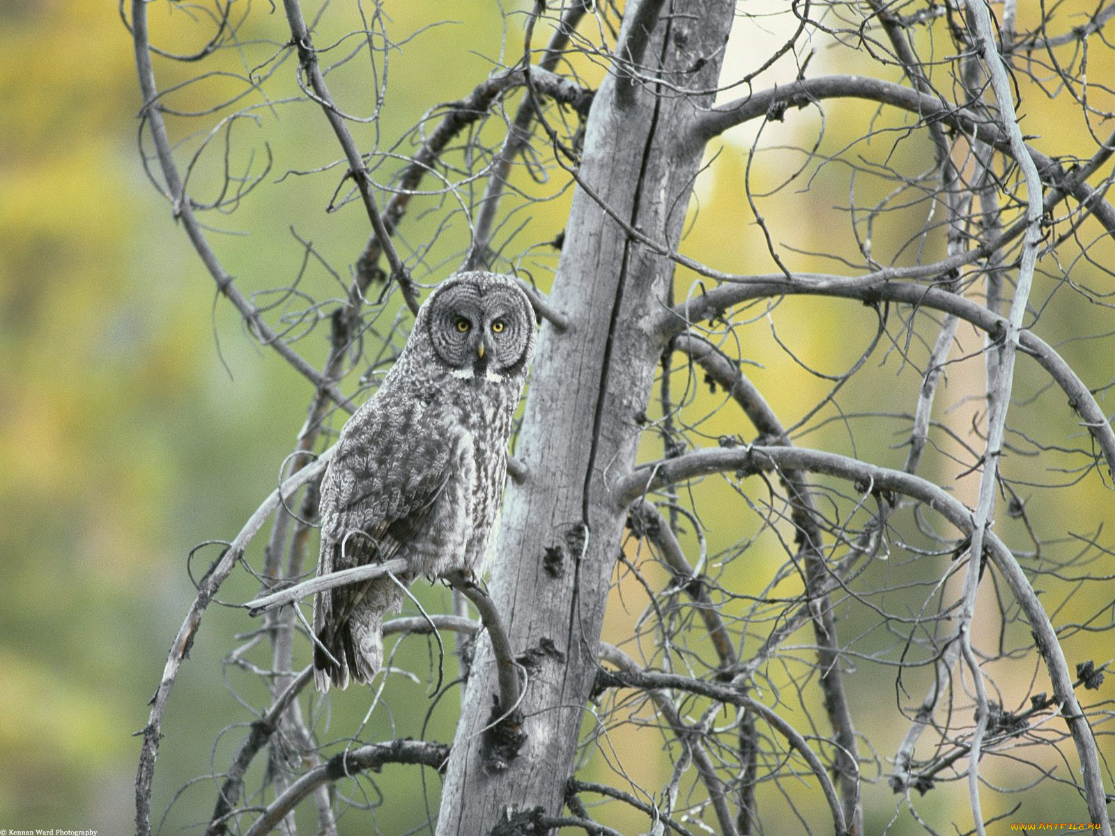 great, grey, owl, grand, teton, national, park, wyoming, животные, совы