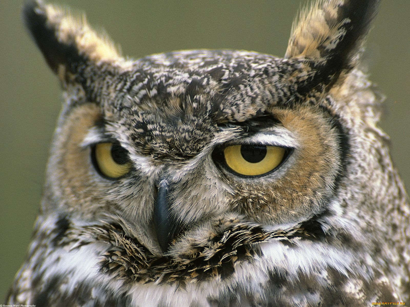 great, horned, owl, denali, national, park, alaska, животные, совы