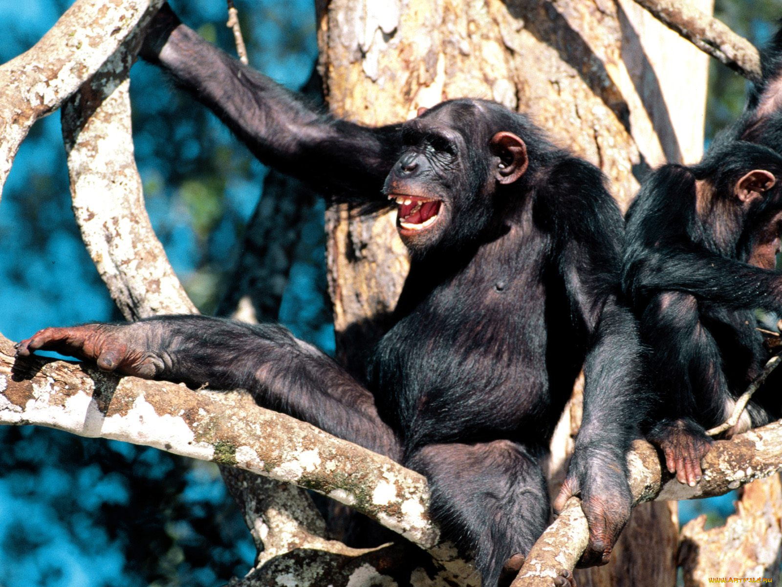 happy, days, chimpanzee, животные, обезьяны