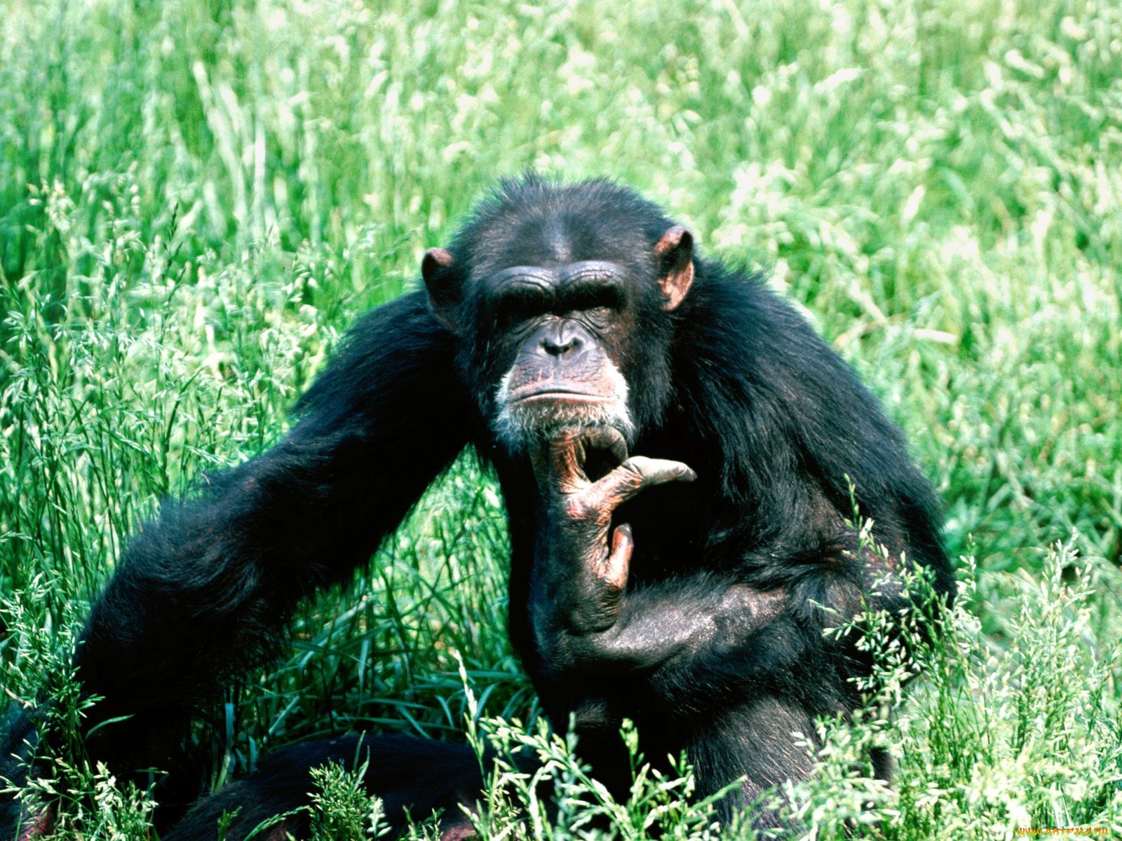 lost, in, thought, chimpanzee, животные, обезьяны