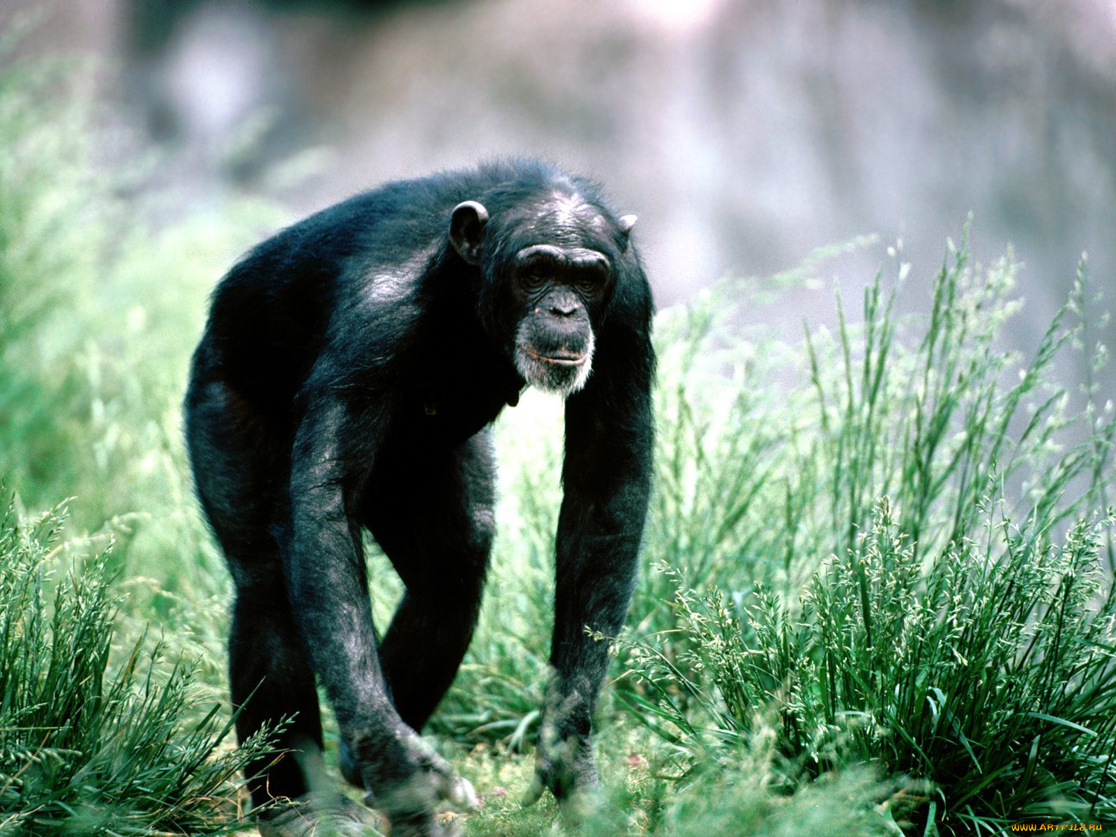 morning, stroll, chimpanzee, животные, обезьяны