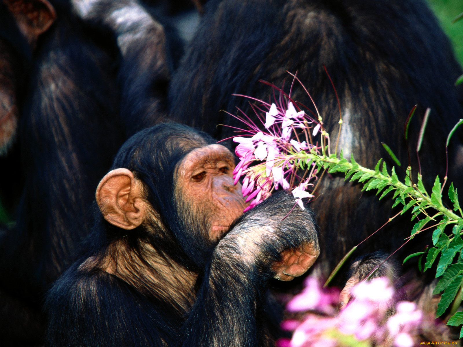 oh, pretty, chimpanzee, животные, обезьяны