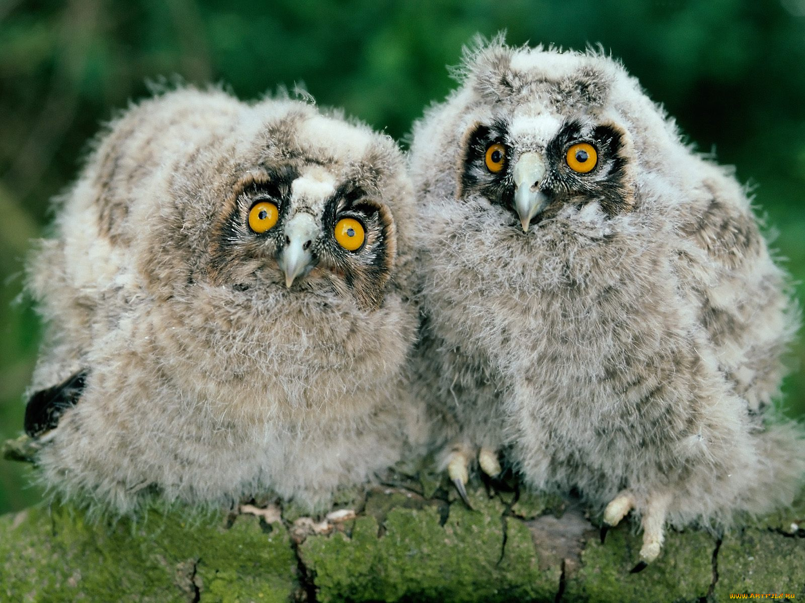 ong, eared, owl, chicks, животные, совы