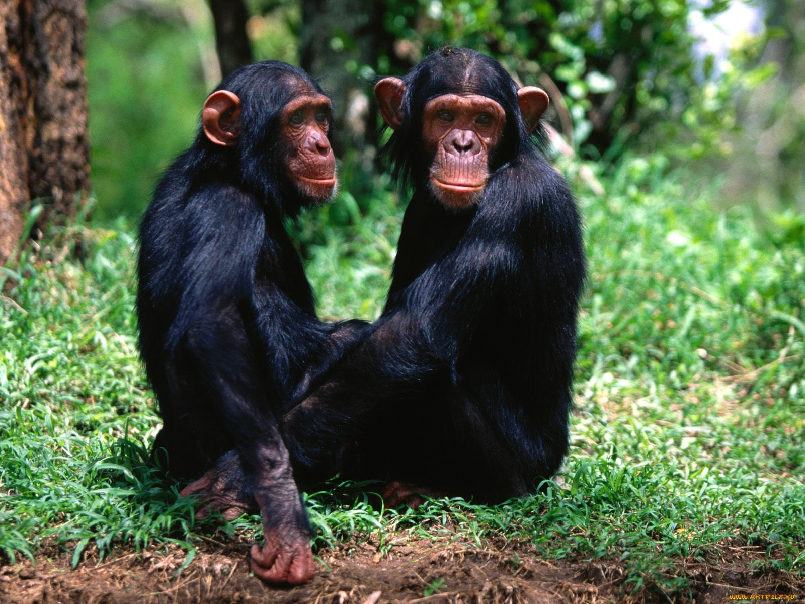 pair, of, troublemakers, chimpanzees, животные, обезьяны