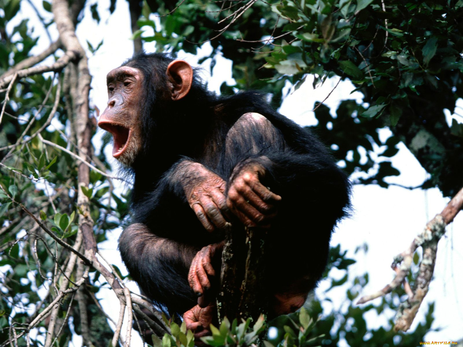rooning, from, the, treetops, chimpanzee, животные, обезьяны